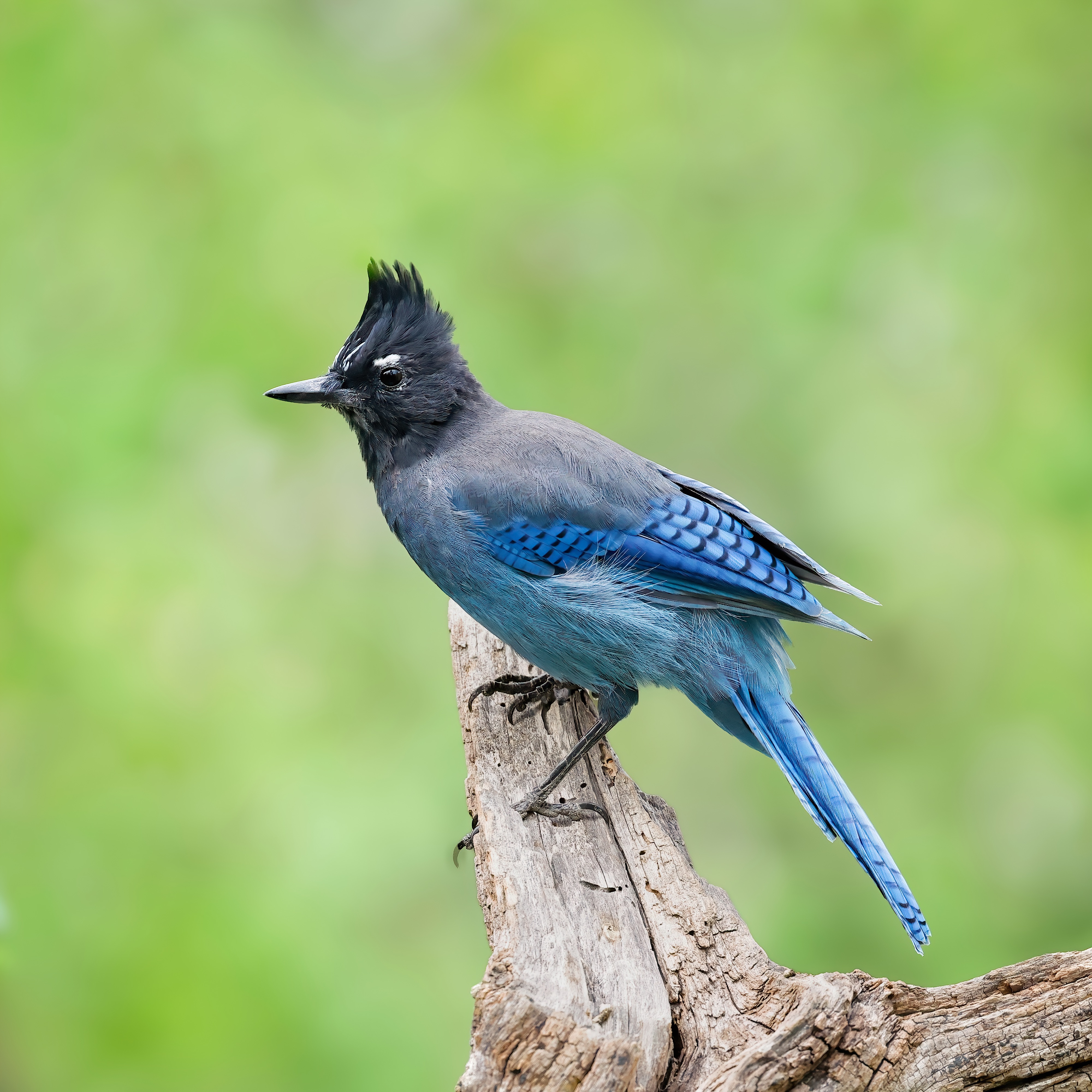 Several bird species are being renamed, including the stellar's jay