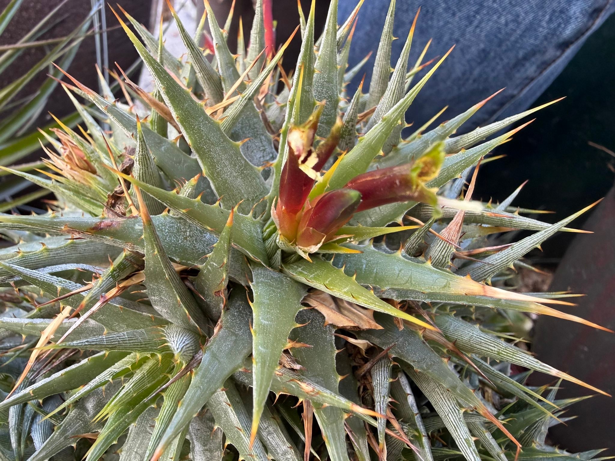 Deuterocohnia longipetala plant from Argentina