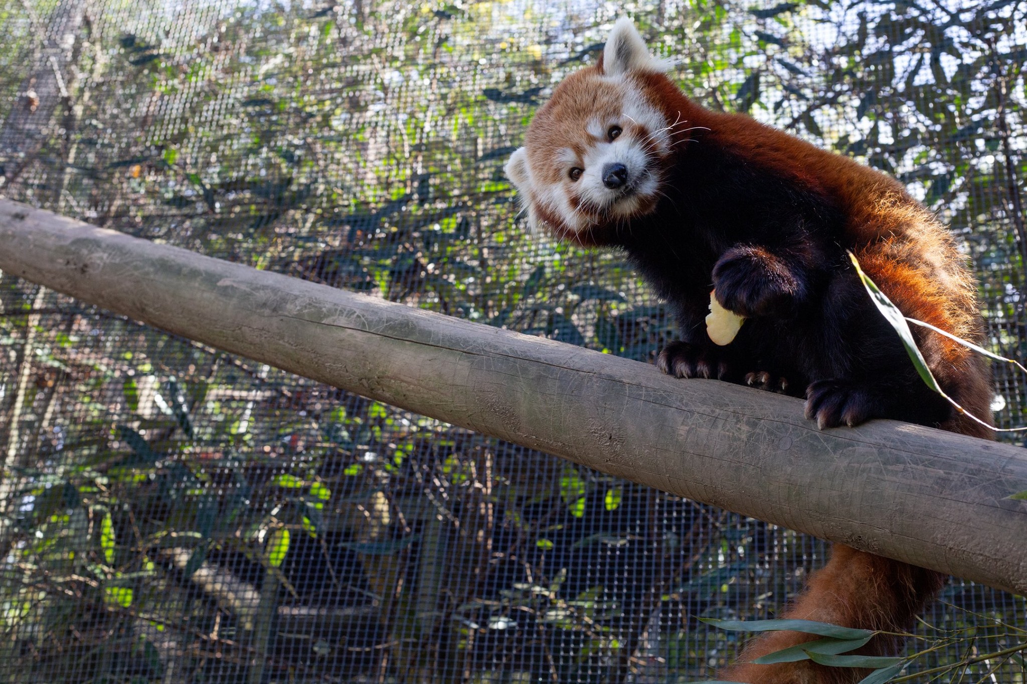 Zoo Knoxville - Did someone say SPRING BREAK?!?! Make Zoo...