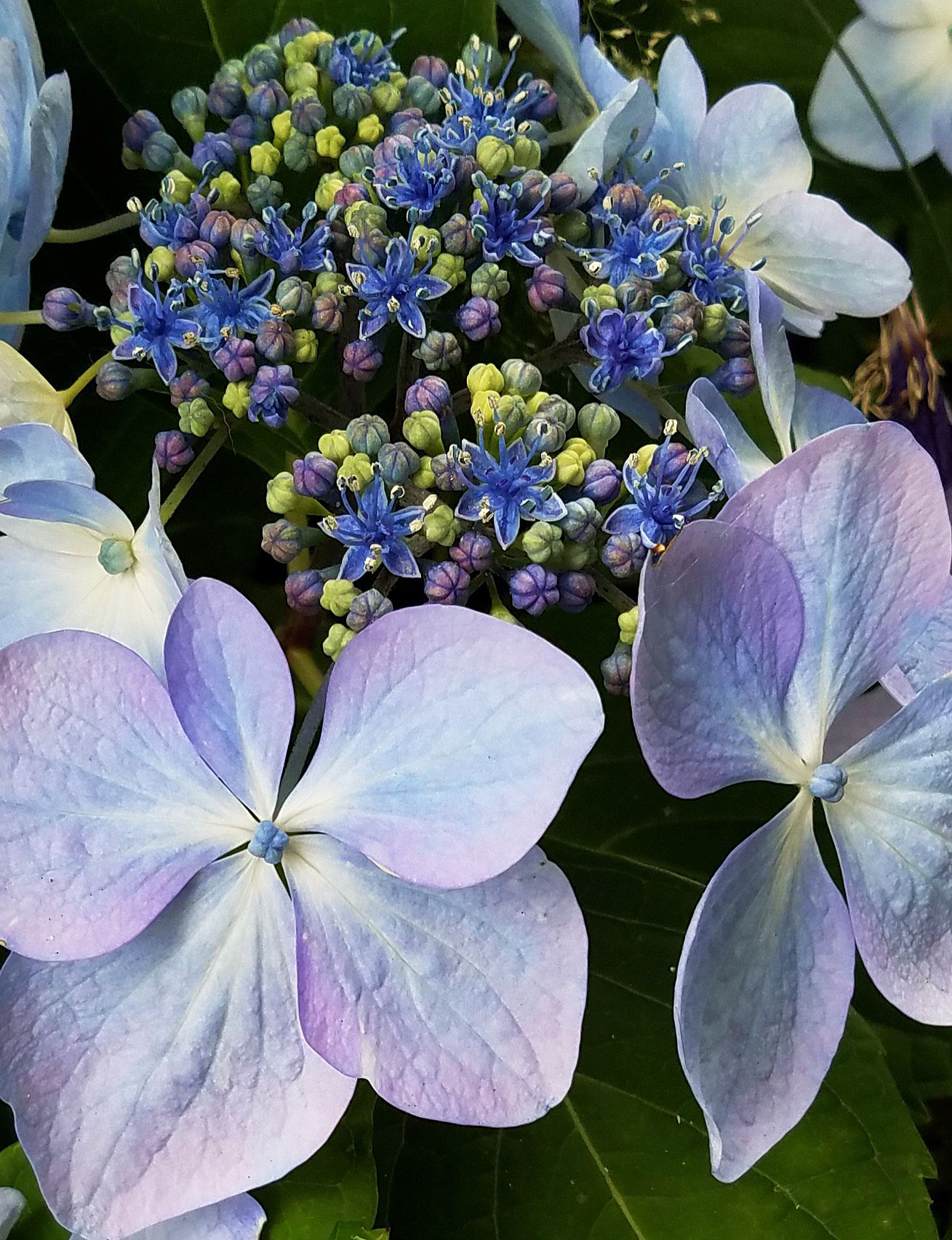 Hydrangea macrophylla 
