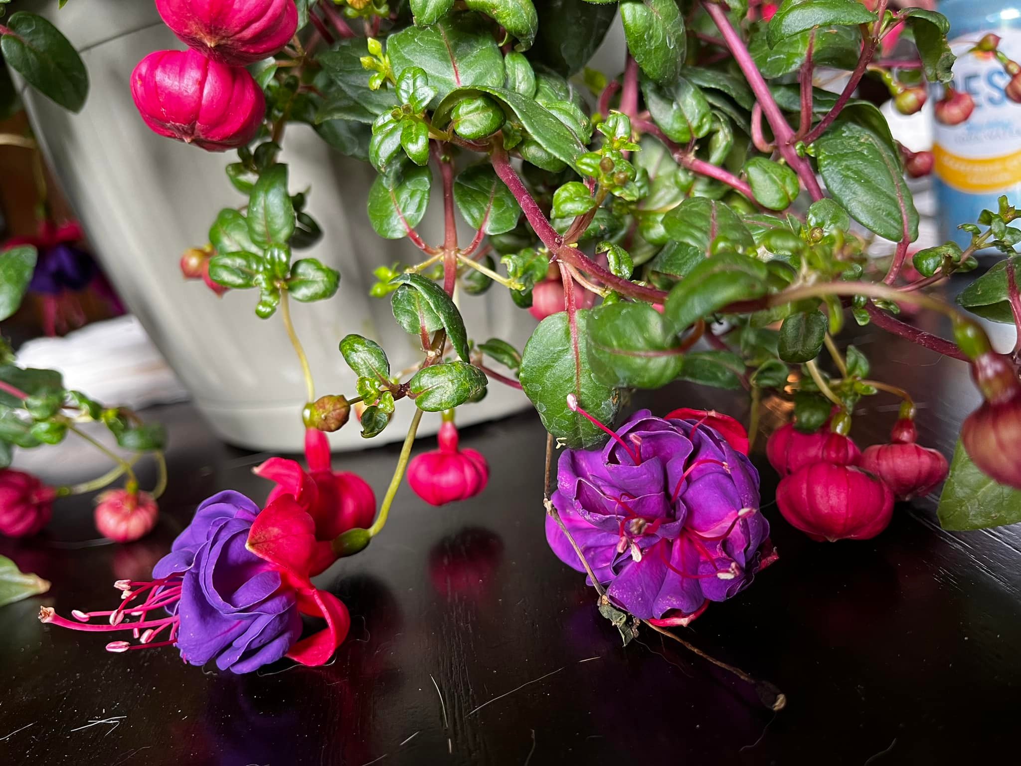 Fuschia hanging plant care tips needed
