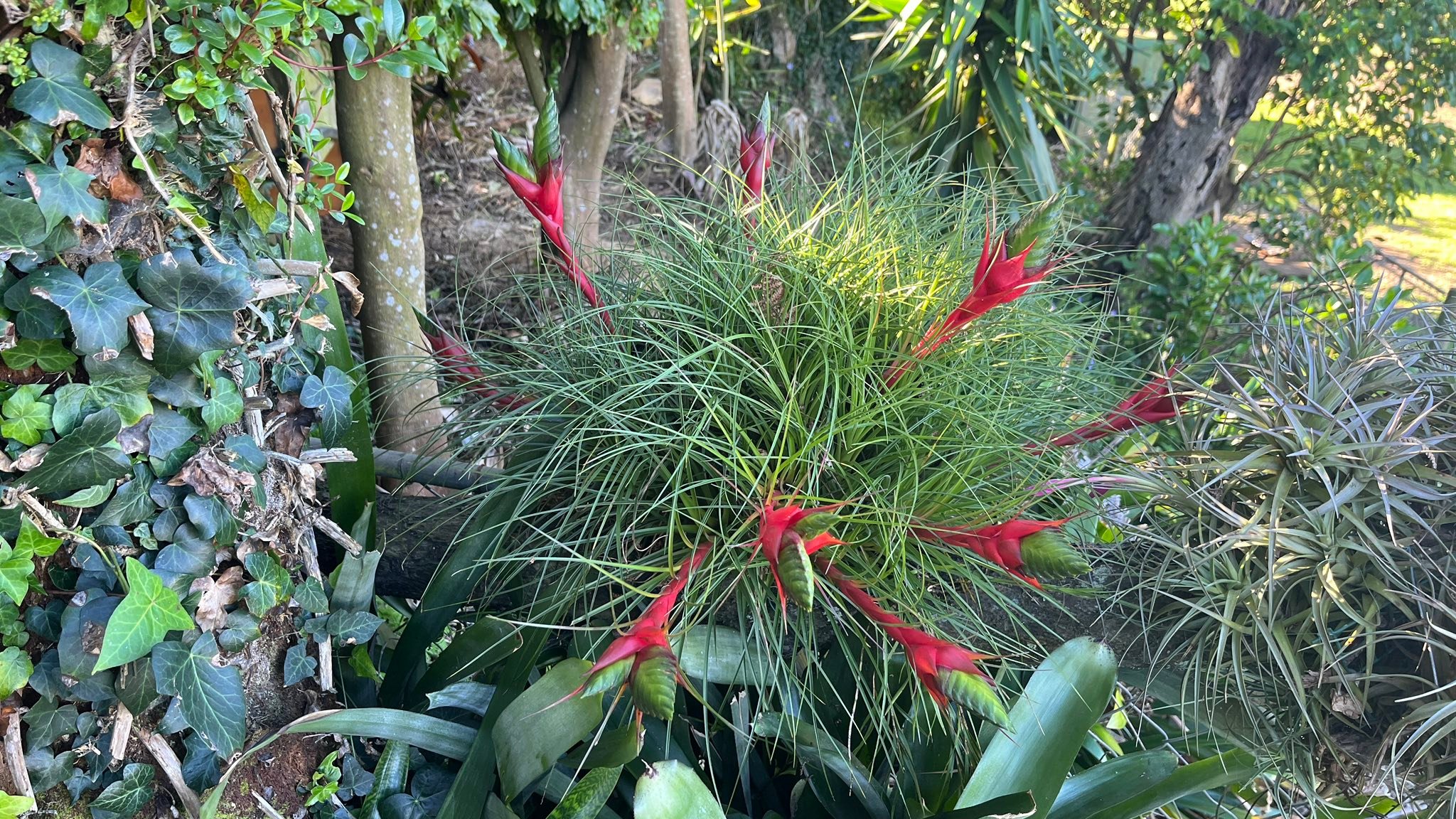 Tillandsia heubergeri Bahia, Brasil