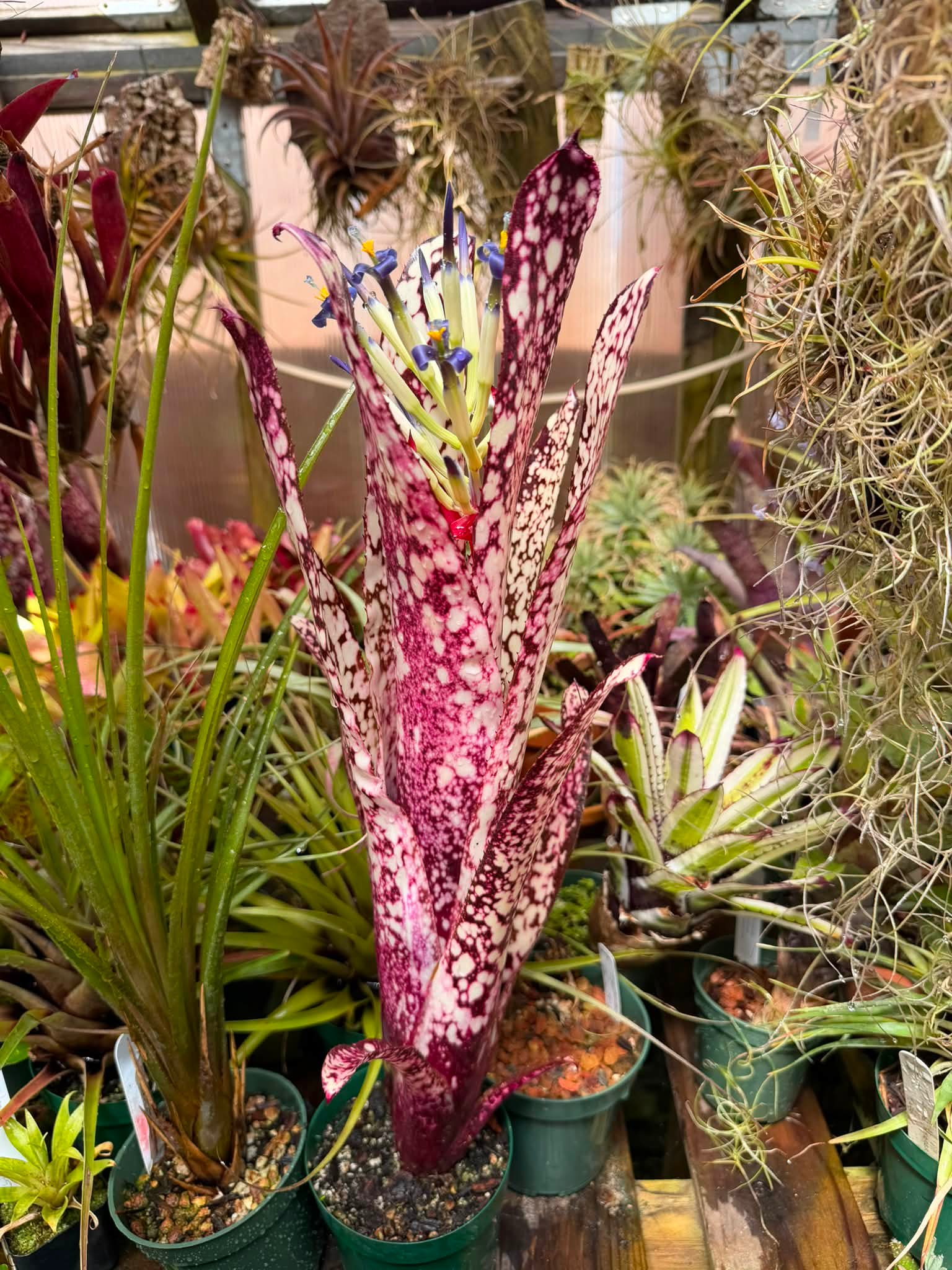 Billbergia 'Hallelujah' hybrid plant in bloom and care tips