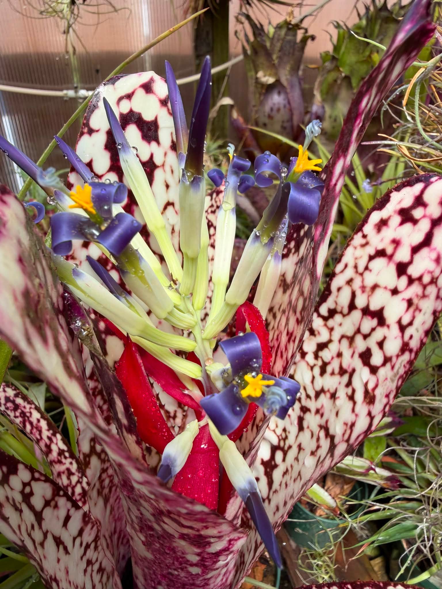 Billbergia 'Hallelujah' hybrid plant in bloom and care tips