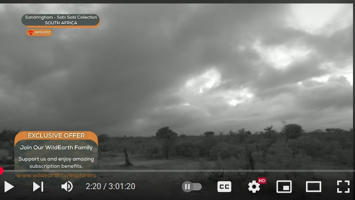 WildEarth Safari LIVE Vids and Pics | as anyone noticed somehting ...