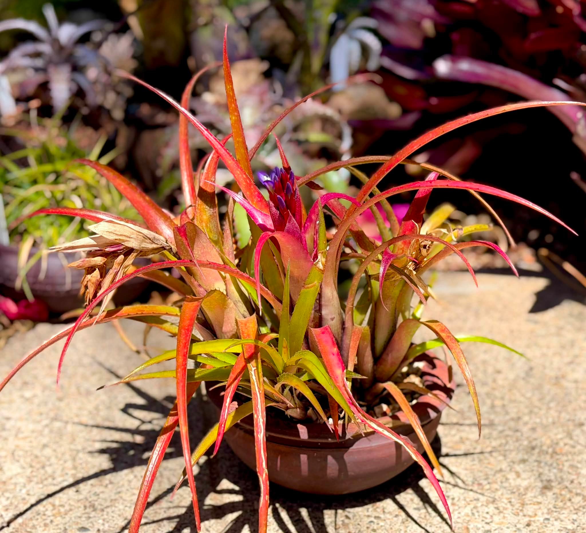 Hohenbergia catingae var. eximbricata