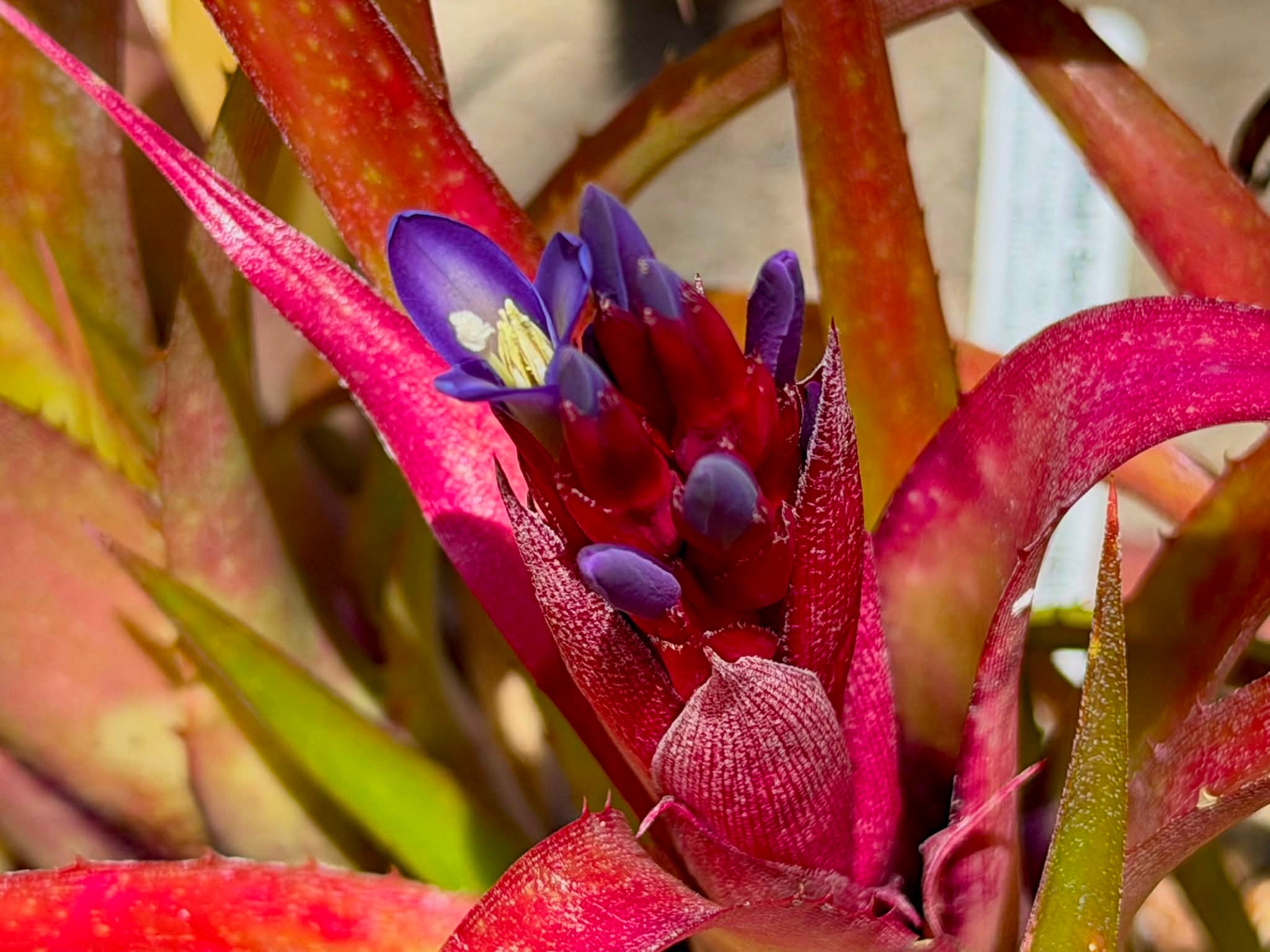billbergia HIDDEN TREASURE