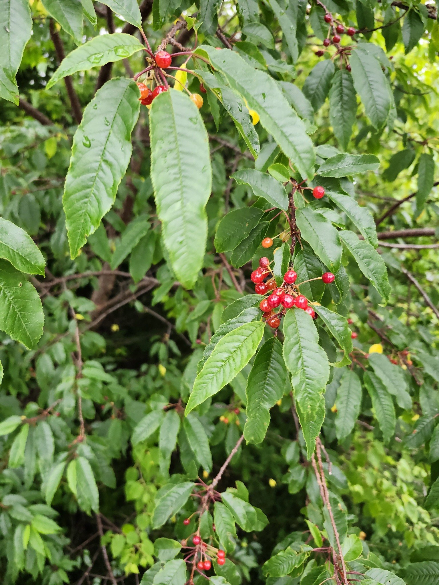 Can someone confirm what berries these are? Thanks