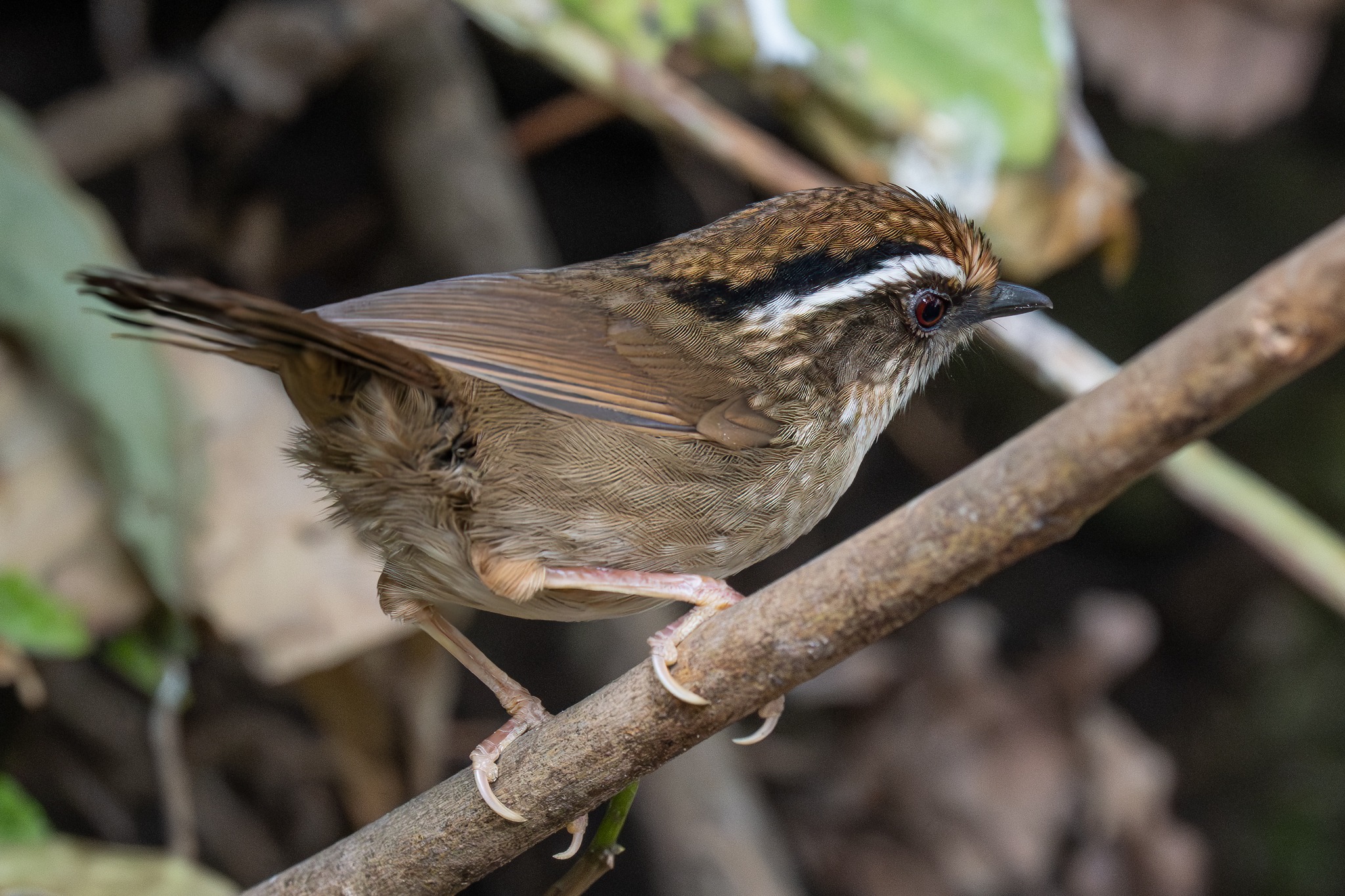褐脅雀鶥(Rusty-capped Fulvetta) #20260307 @ Yunnan, China