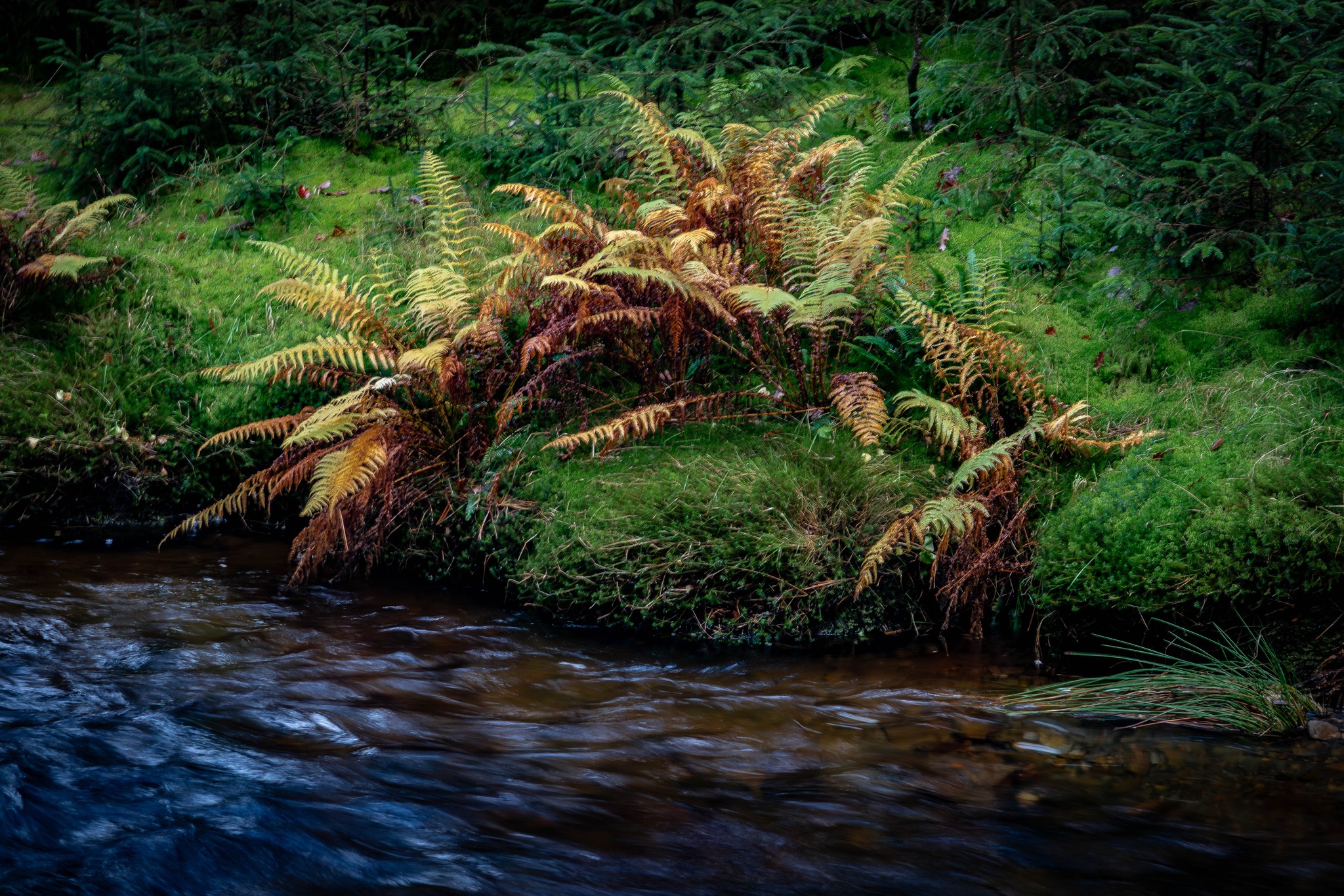 Graham Kidd - A walk in the woods, late October 2025. | Facebook