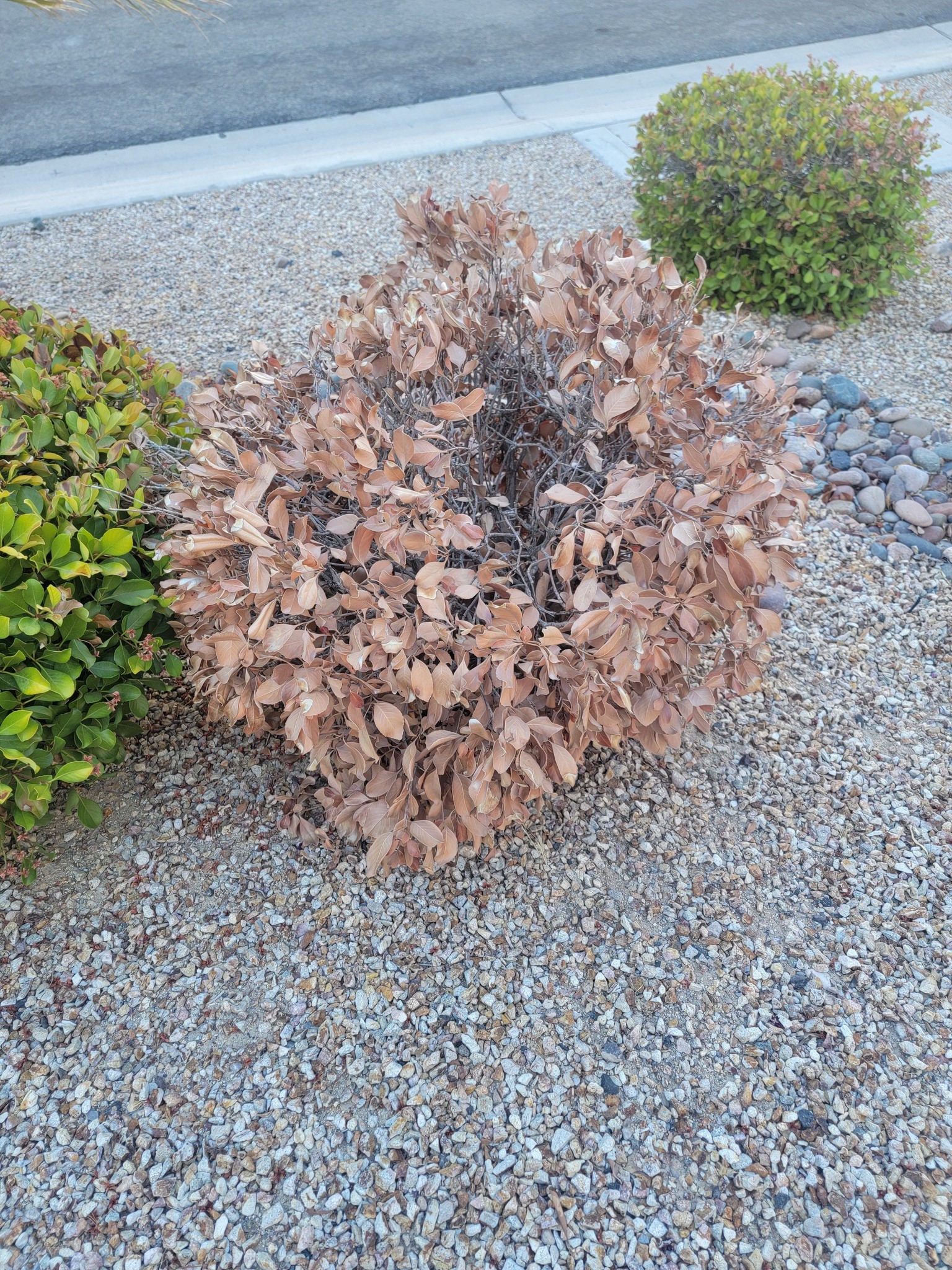 Can a browned bush in Las Vegas be revived?