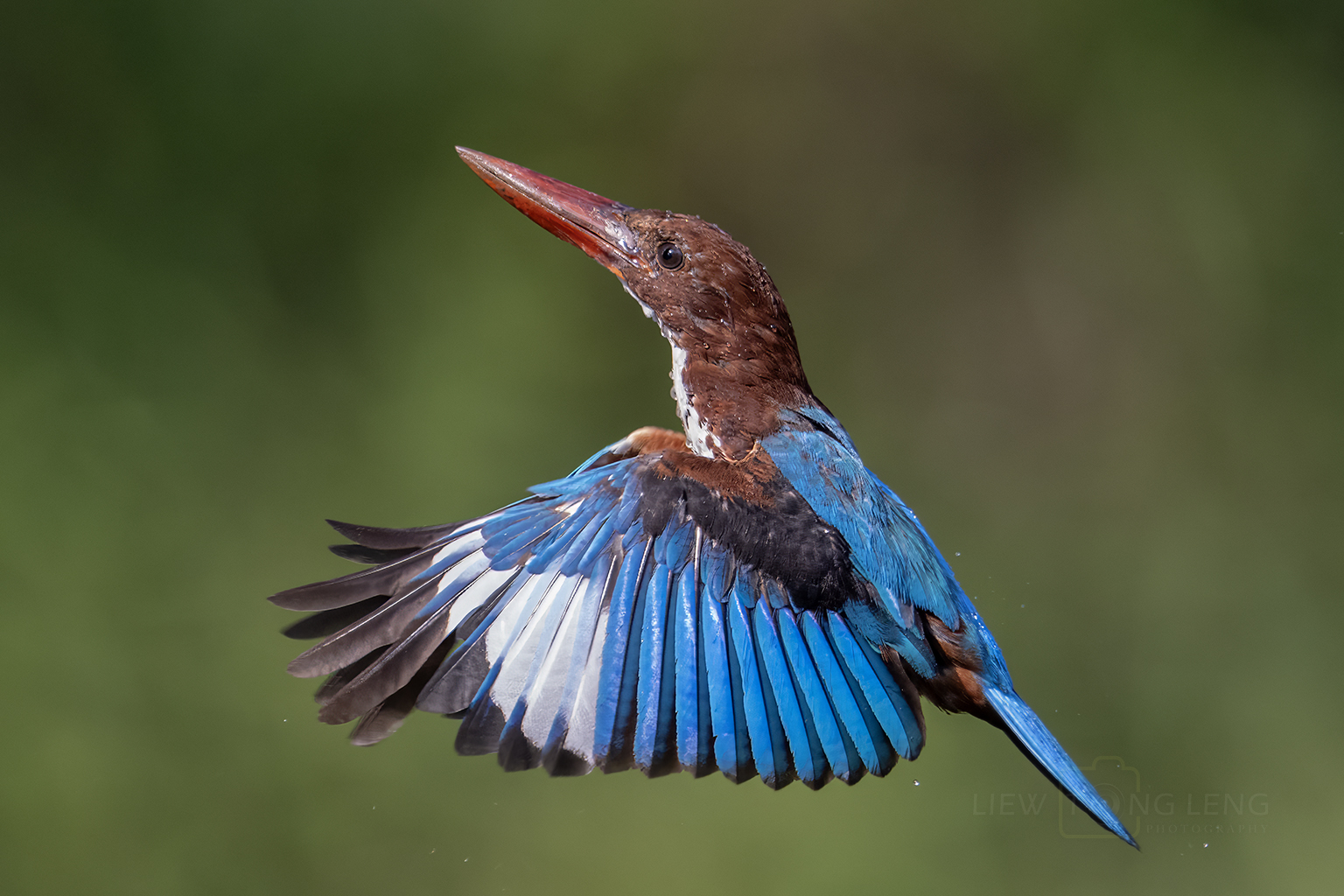 White-throated kingfisher captured with Nikon Z9