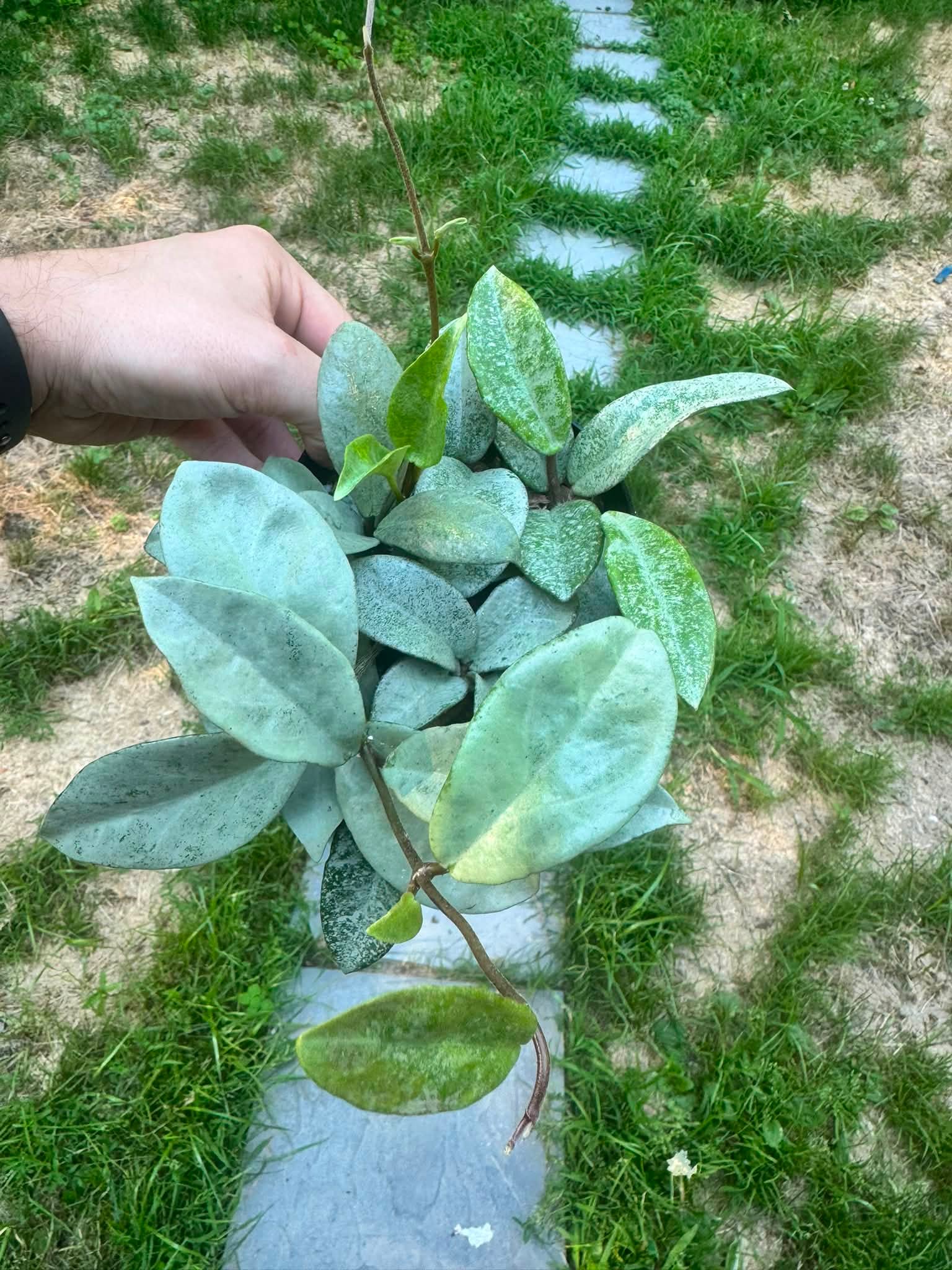 Hoya nova ghost summer update in Massachusetts