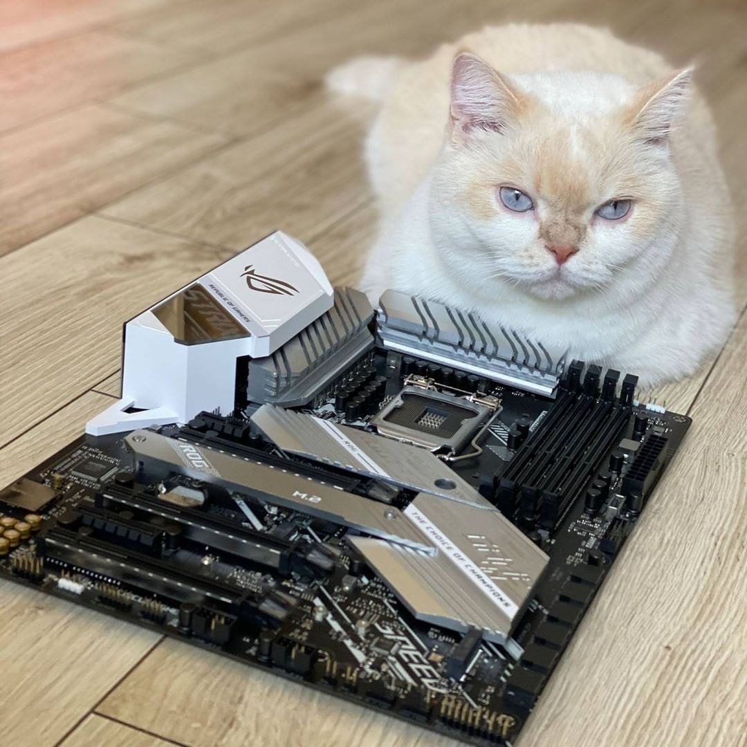 The (heavy breathing) cat is now... - ASUS Republic of Gamers | Facebook