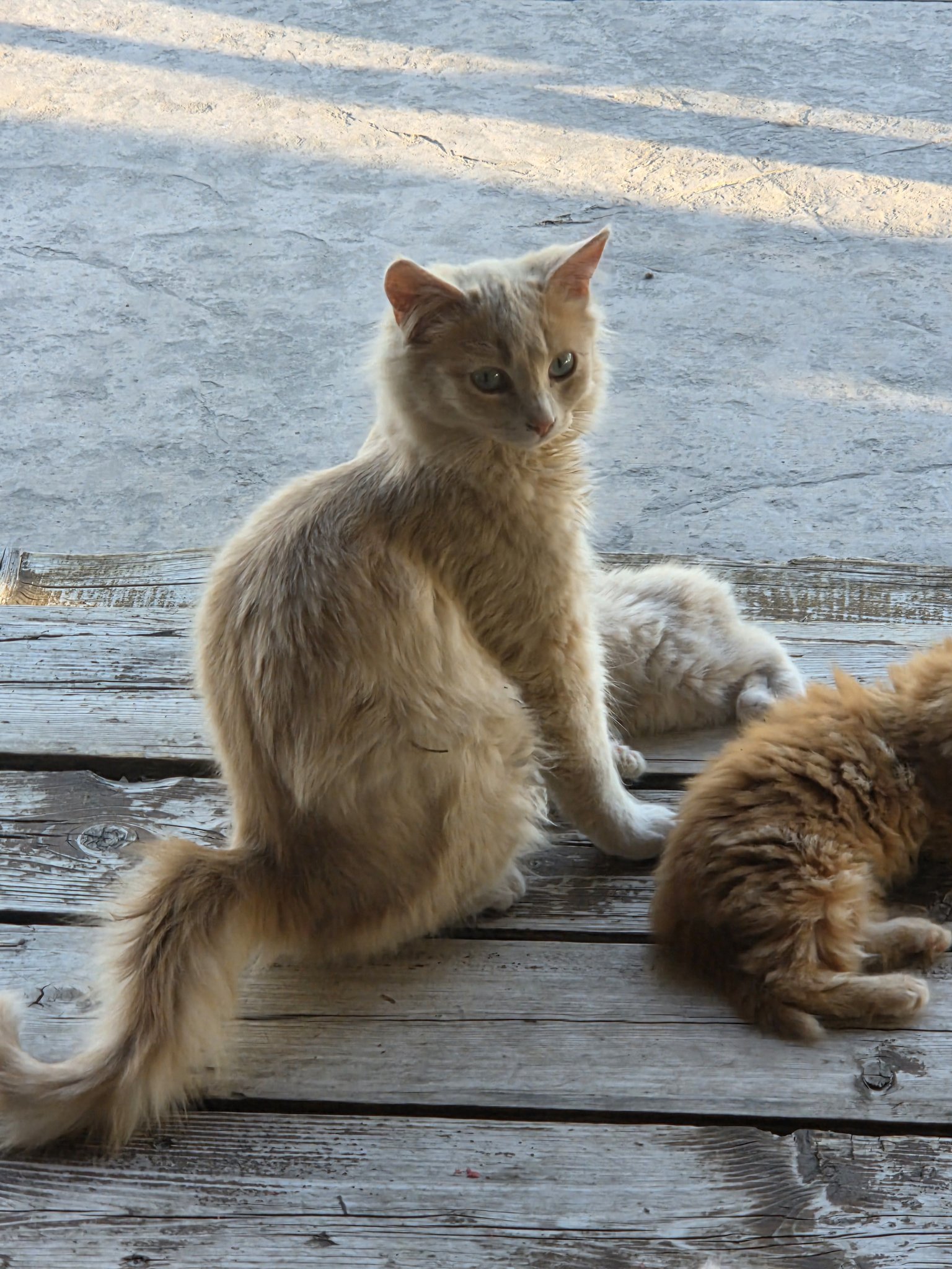 Lost cat: Benny, 1-year-old light-colored barn cat near Kleefeld, MB