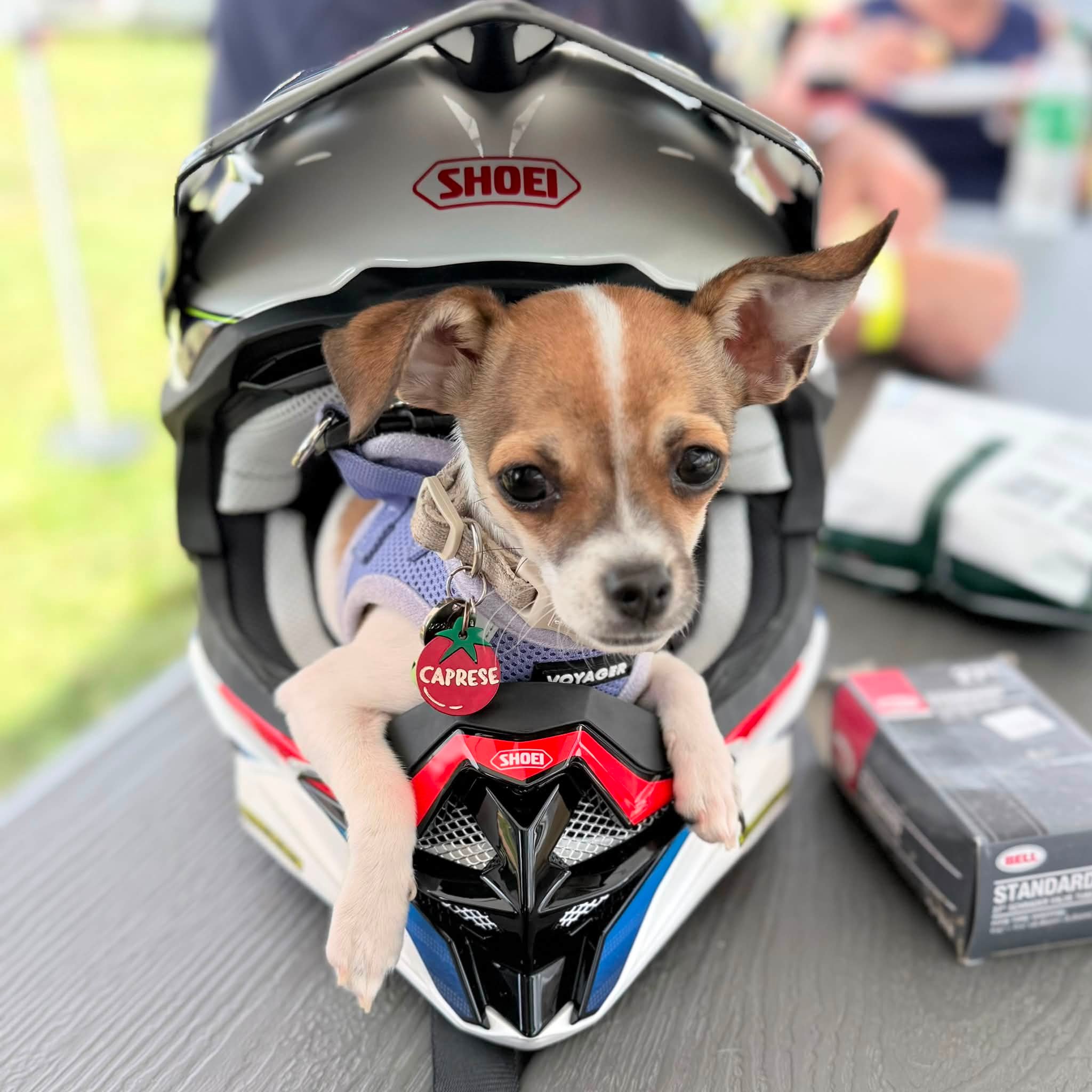 shoei dog helmet Interesting Pet Hat Pet Helmets Helmet-Outdoor Head Ing Safe Hat Motorcycle Decorative Pet Photo Props Accessorie Cat And Dog Clothing (Color : Luckcat) Pet Supplies The SHOEI X Shoei Helmets - Repair Donut
