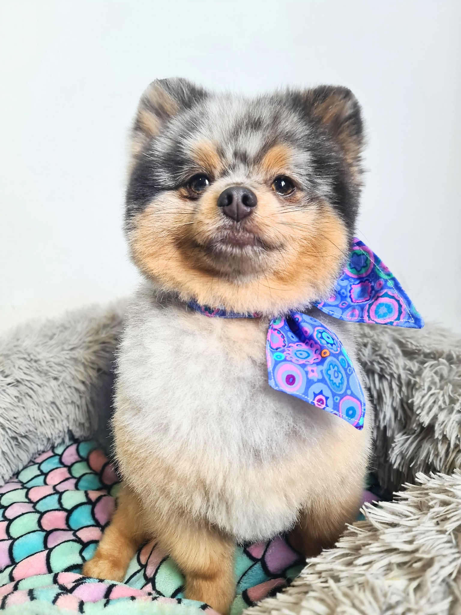 Bogey got a mini groom and was so fluffy! Groomer:Hannah 