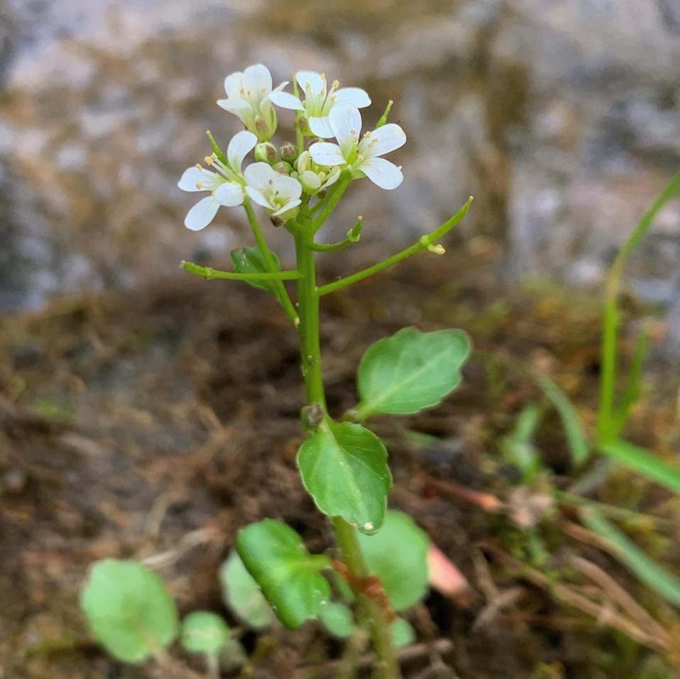Virginia Natural Heritage Program - Natural Heritage field botanist ...