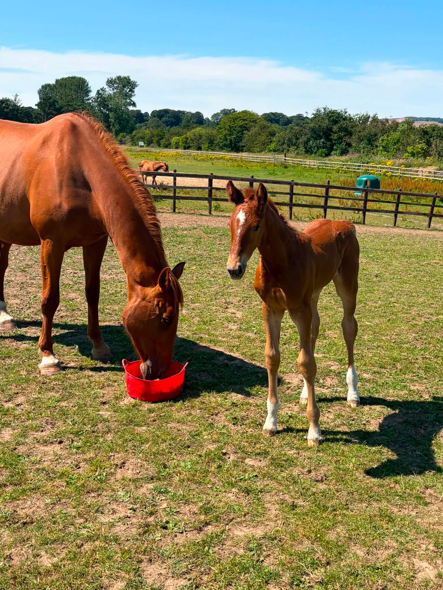 Sicario' by Cicero Z x Nintender x Balou du rouet His 1st crop of