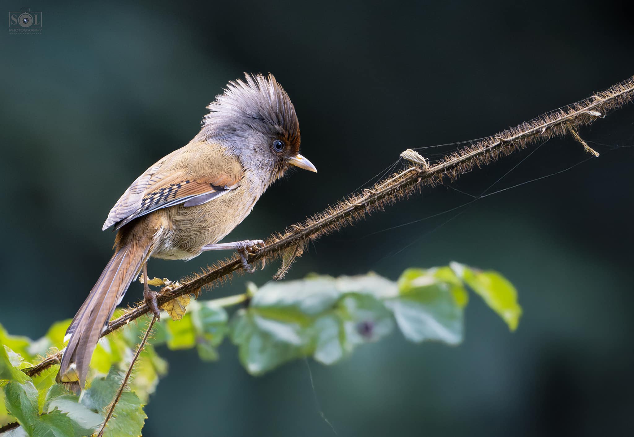 A beauty with attitude! I spotted this stunning Rusty-fronted 