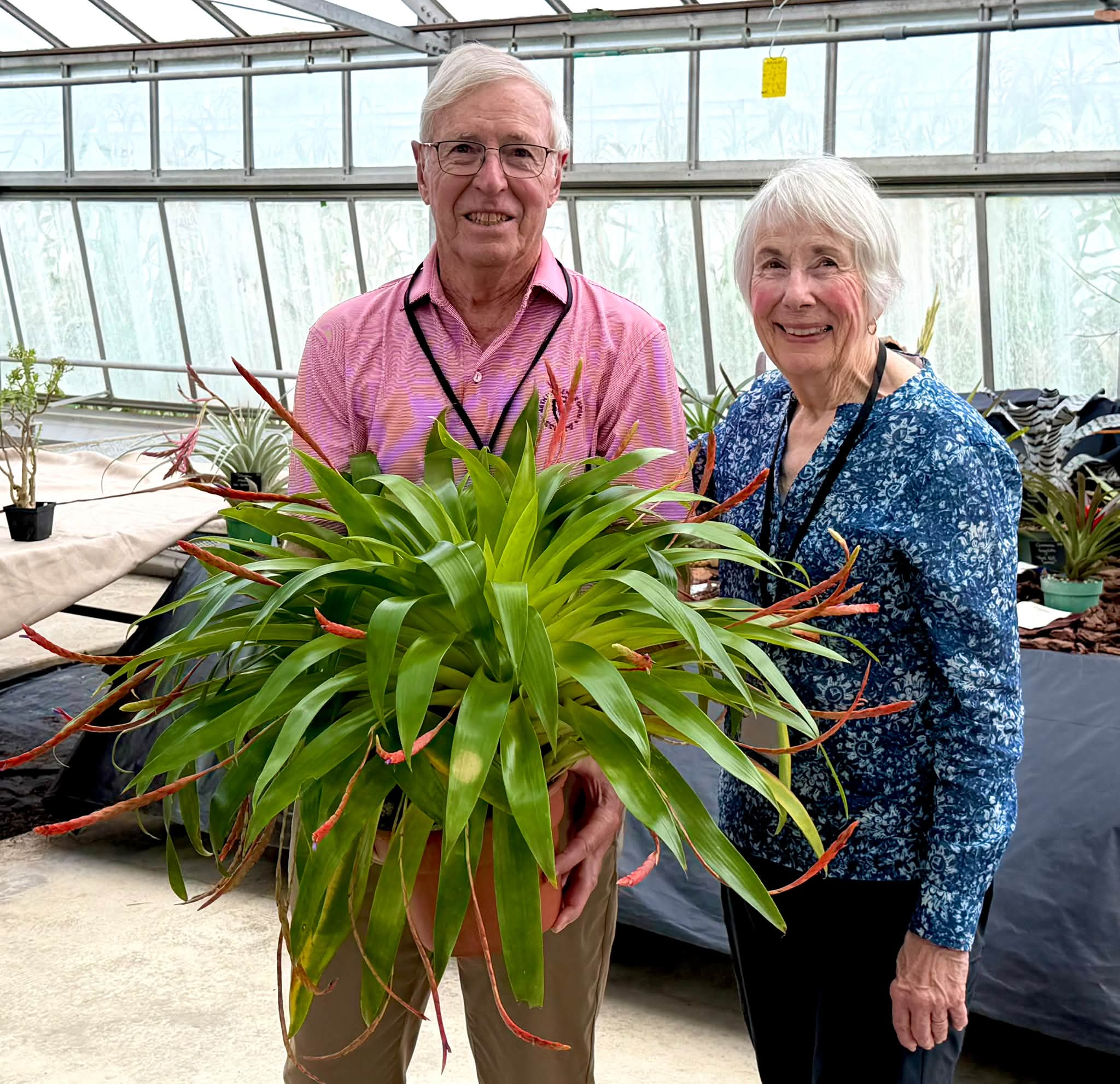 Aechmea titan force