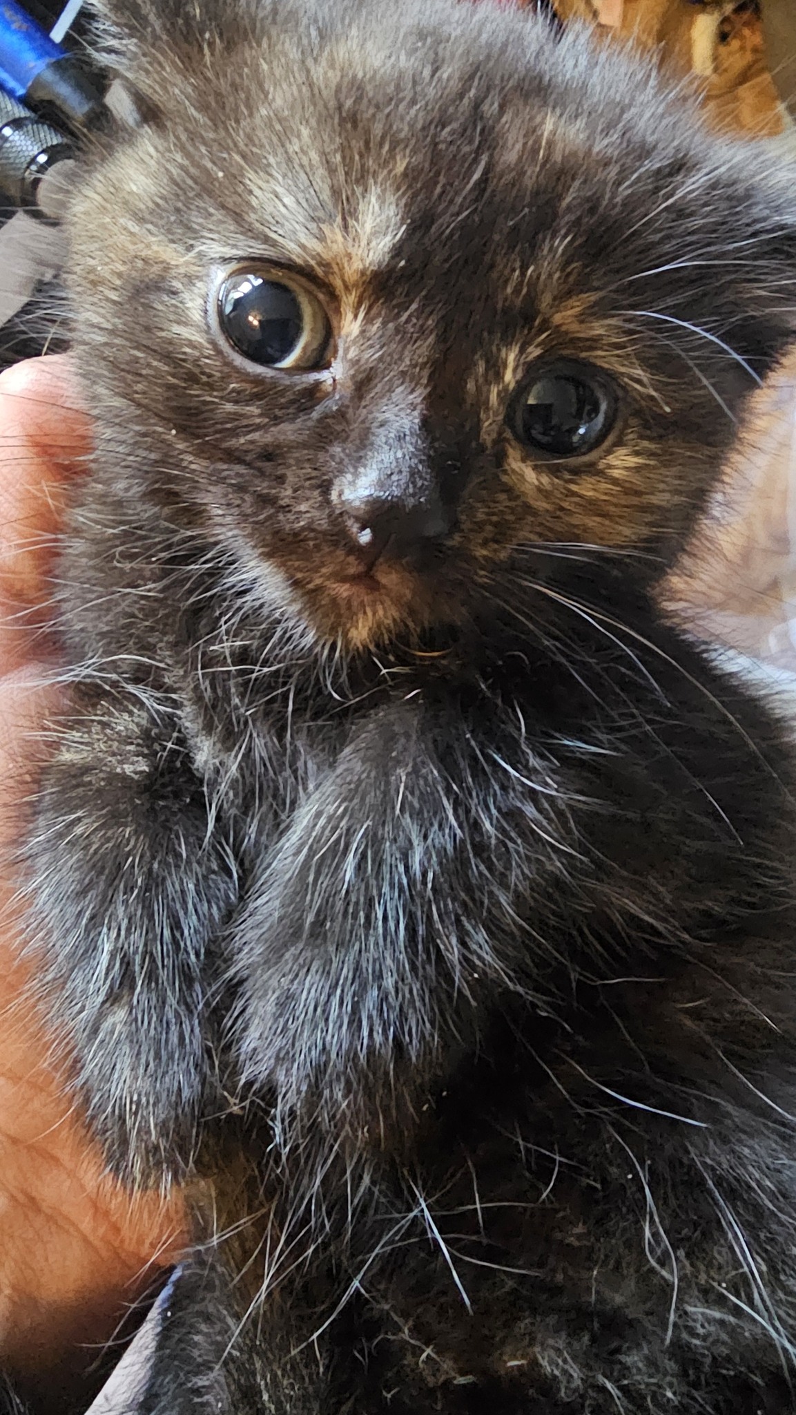What are wing-like markings on cats?