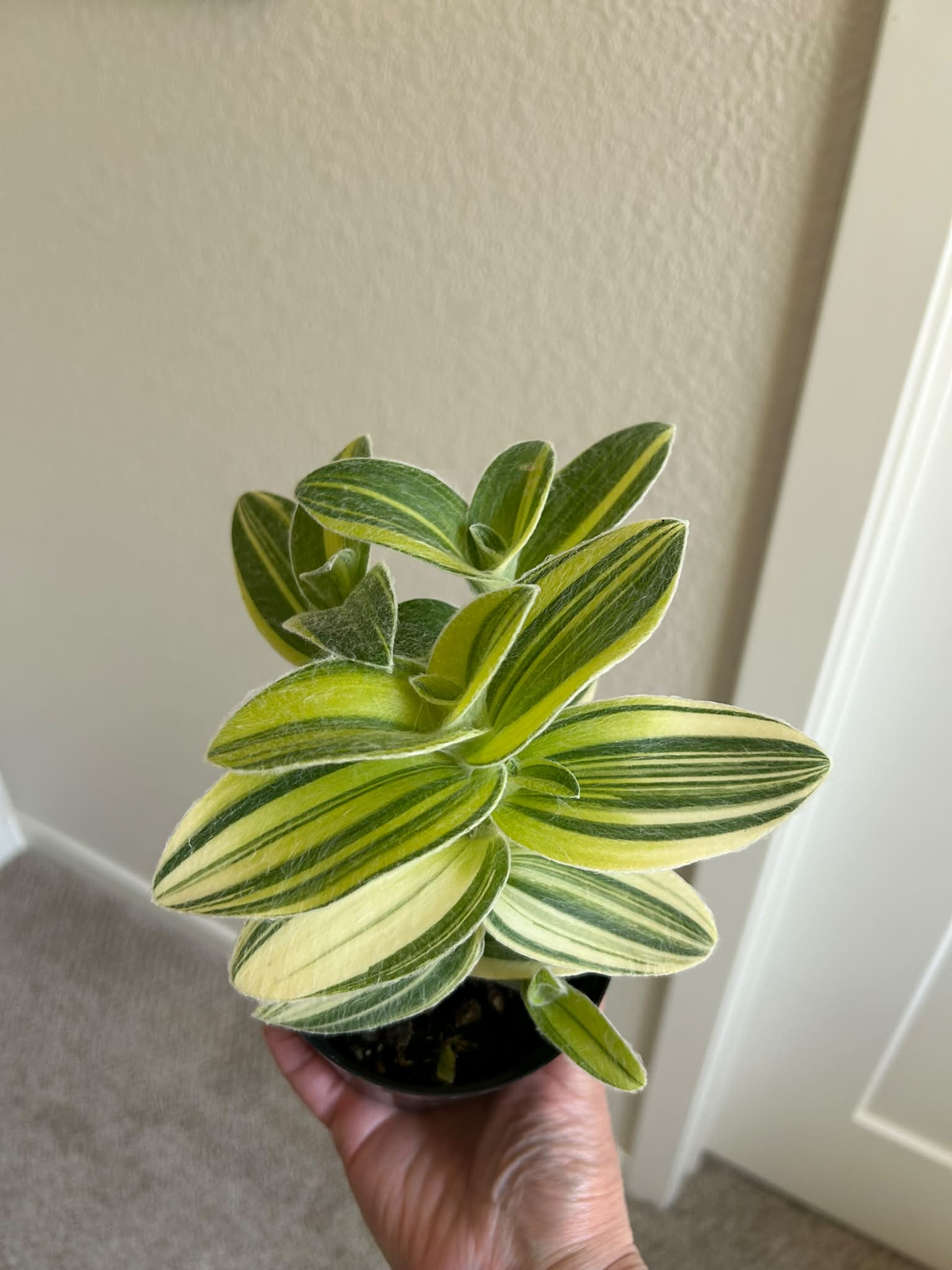 What is this furry tradescantia plant and how to grow Sitara type