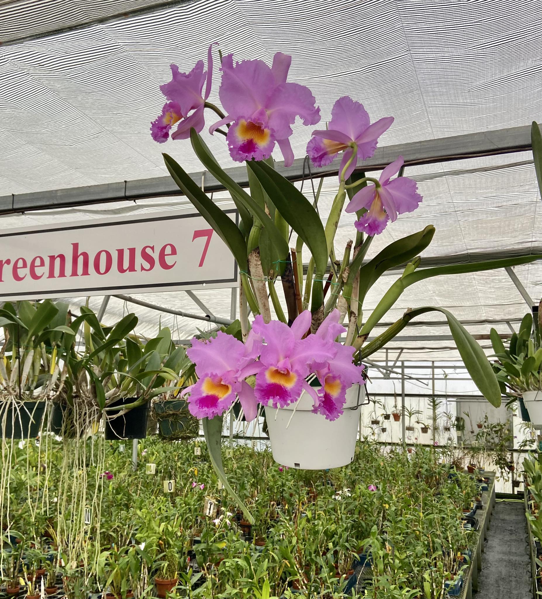 Rhyncholaeliocattleya Raspberry Parfait 'Lorraine McLellan' orchid
