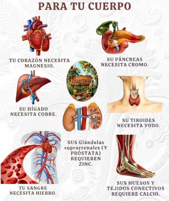 l carnitina con cromo efectos secundarios IsaaQuim | Picolinato de L-Carnitina y cido Linoleico (CLA) | 120 Cpsulas de 400 mg L-carnitina: para qu sirve, beneficios