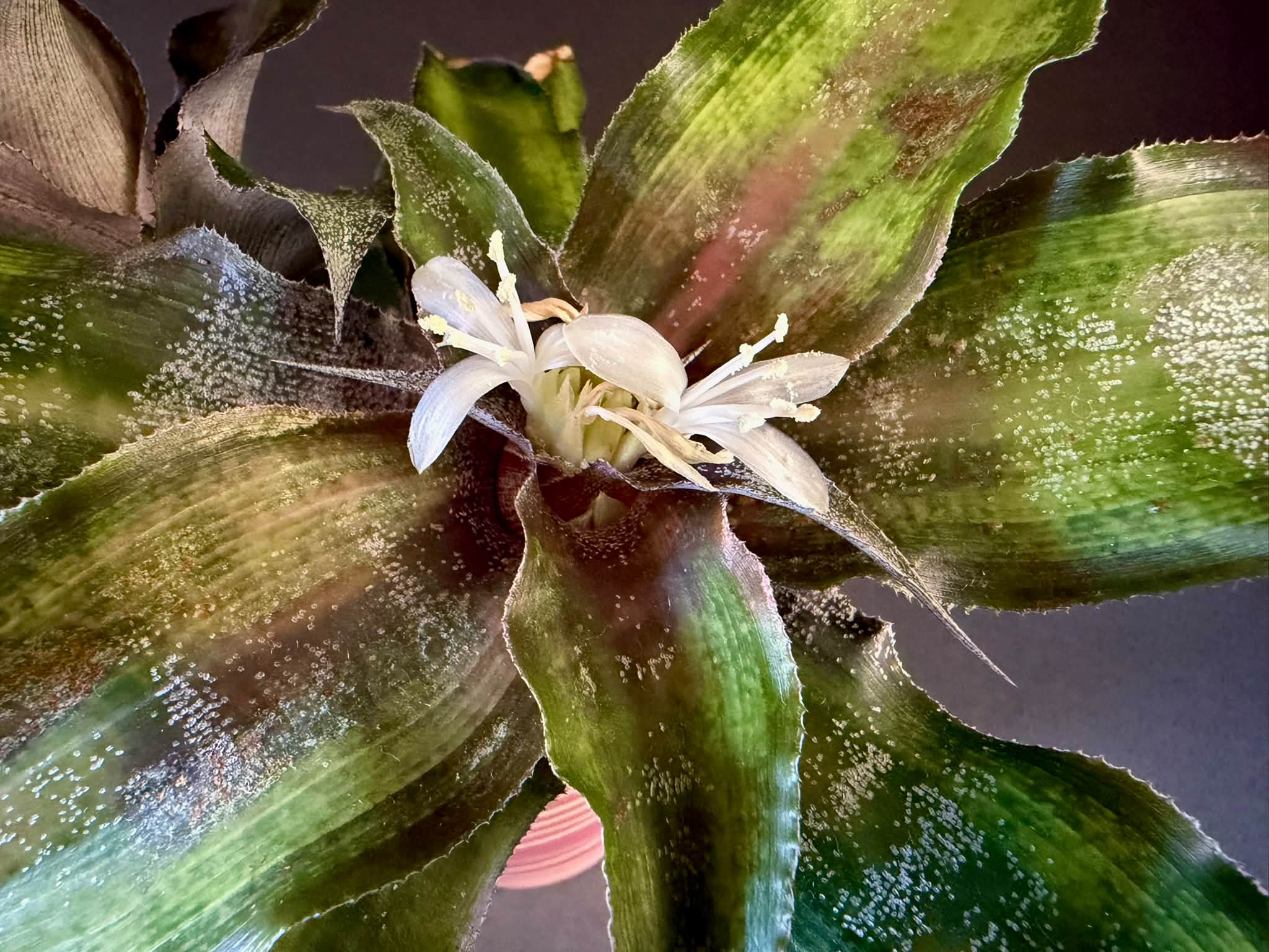 Tillandsia erici