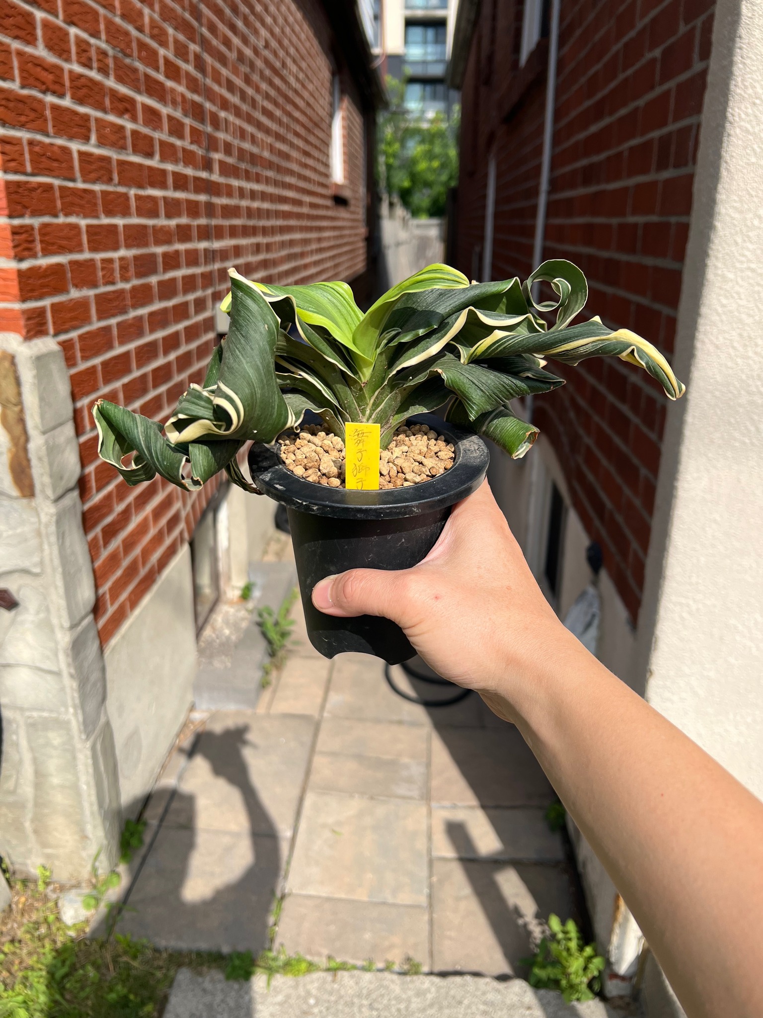 舞子獅子 #万年青 #おもと #omoto #rohdea_japonica #植物 #plants