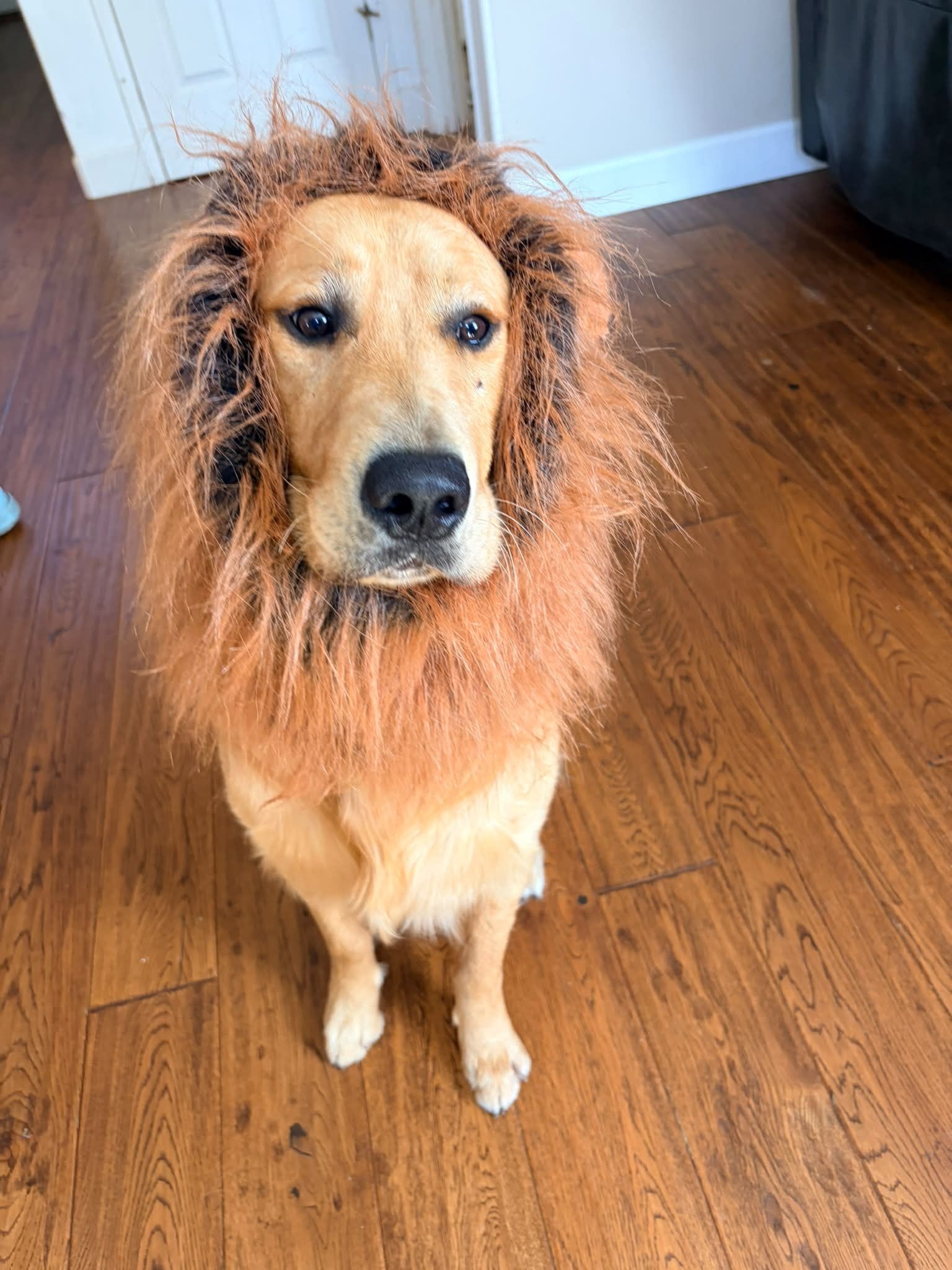 golden retriever dressed as a lion Joey's training for resource guarding and Halloween costume queen of sparkles halloween dress