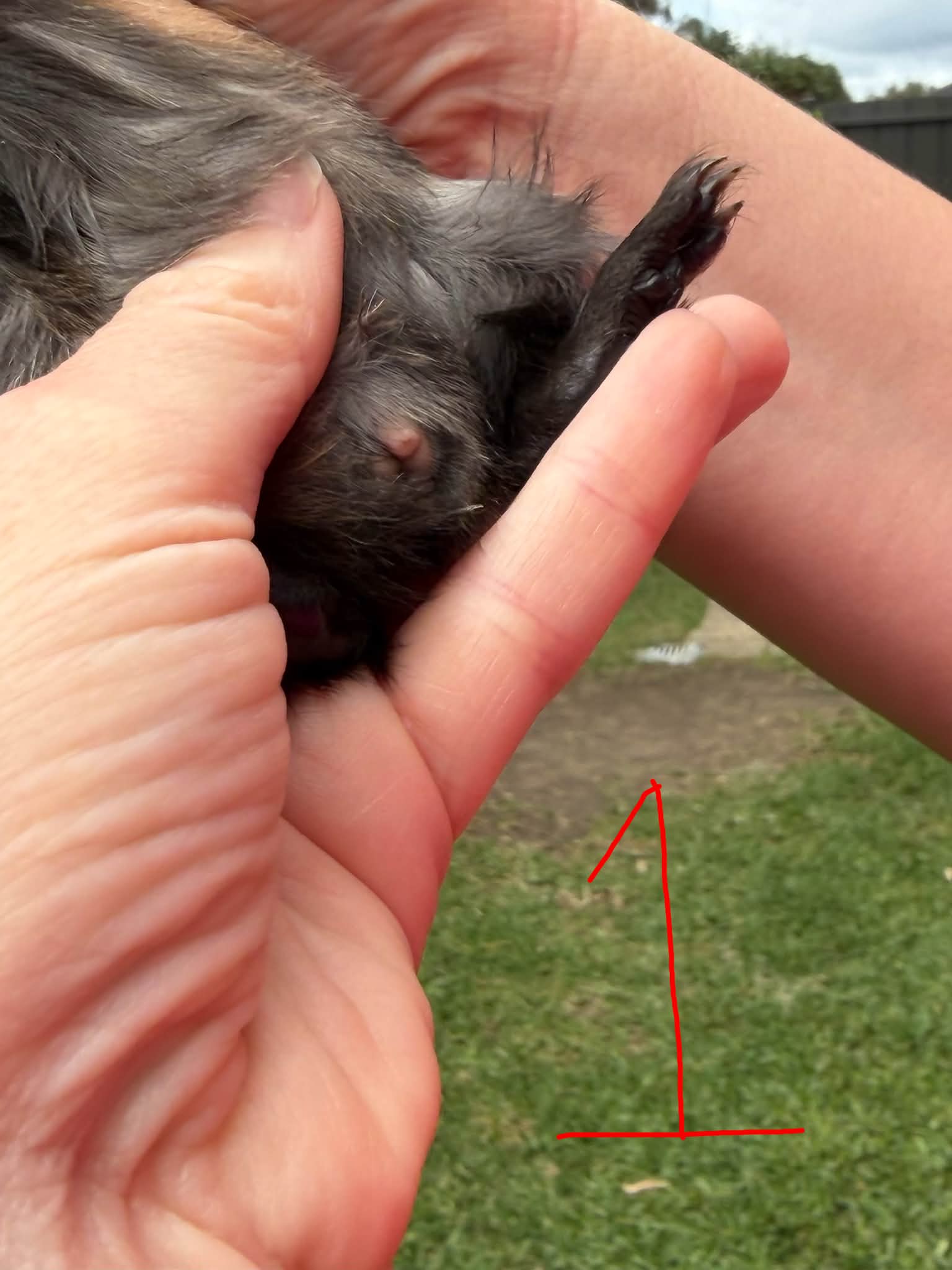 How to determine the sex of guinea pig babies?