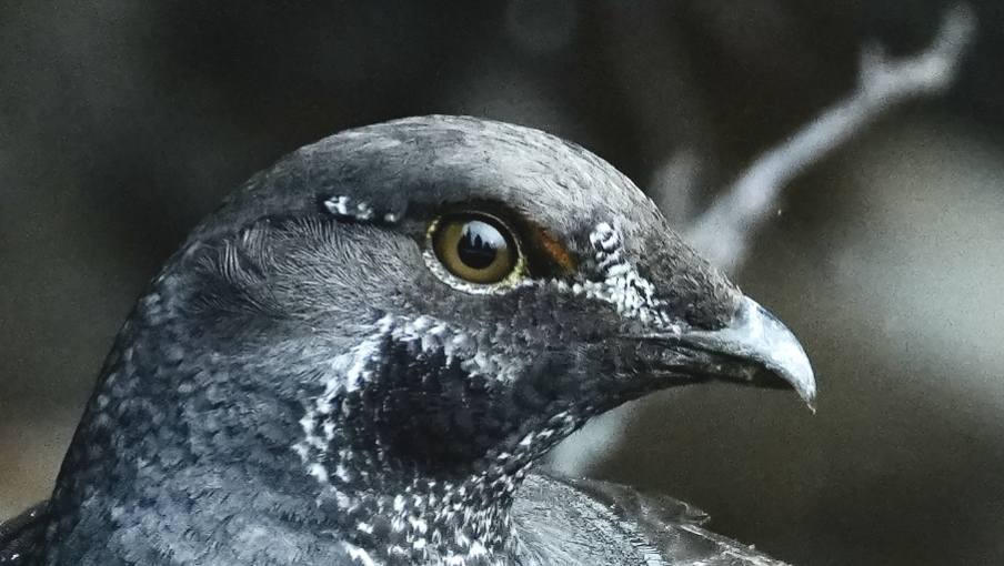 What type of grouse is this near Banff Park?