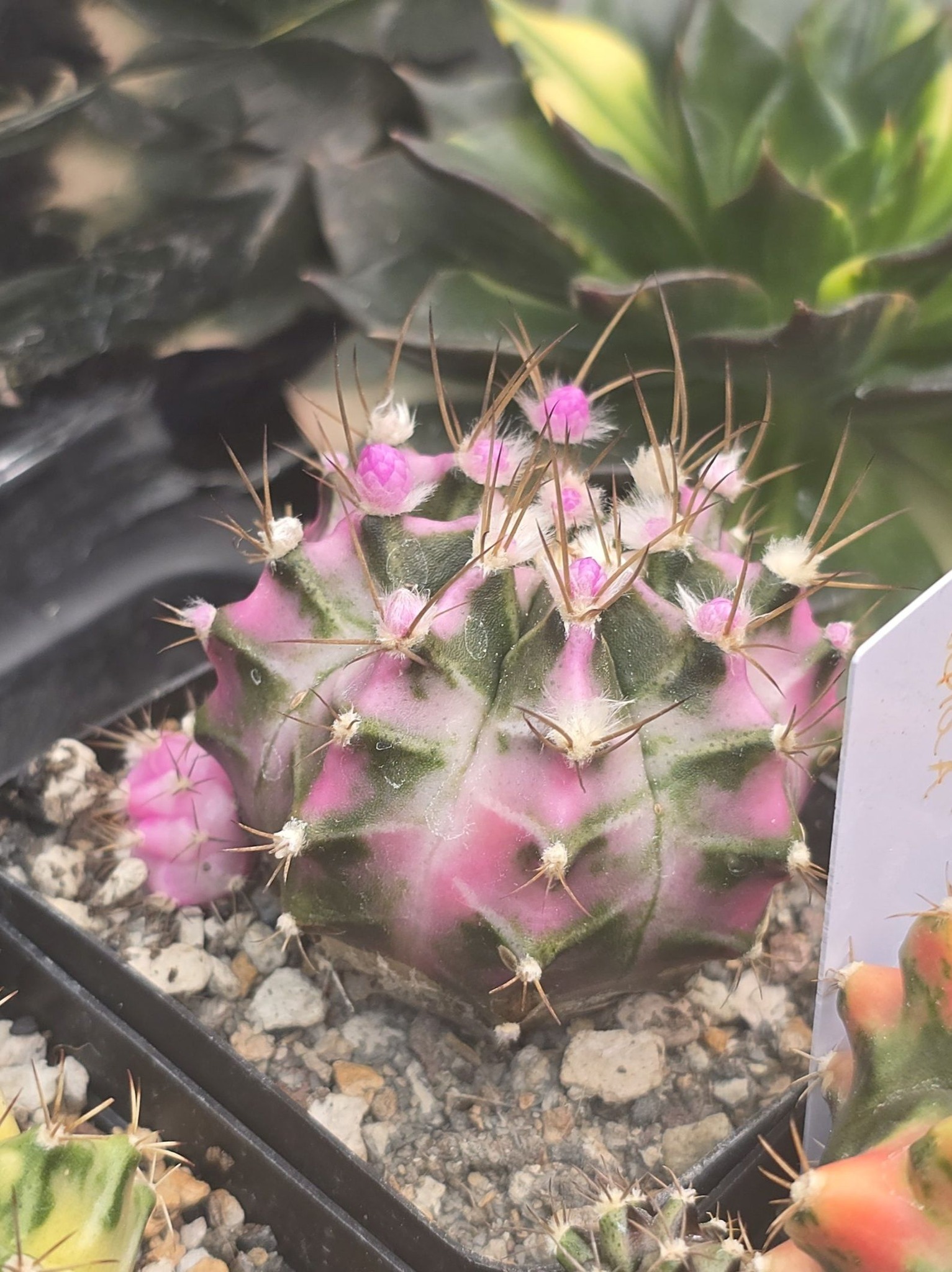 Pink Diamond 💗💓💕 One of our mother plant