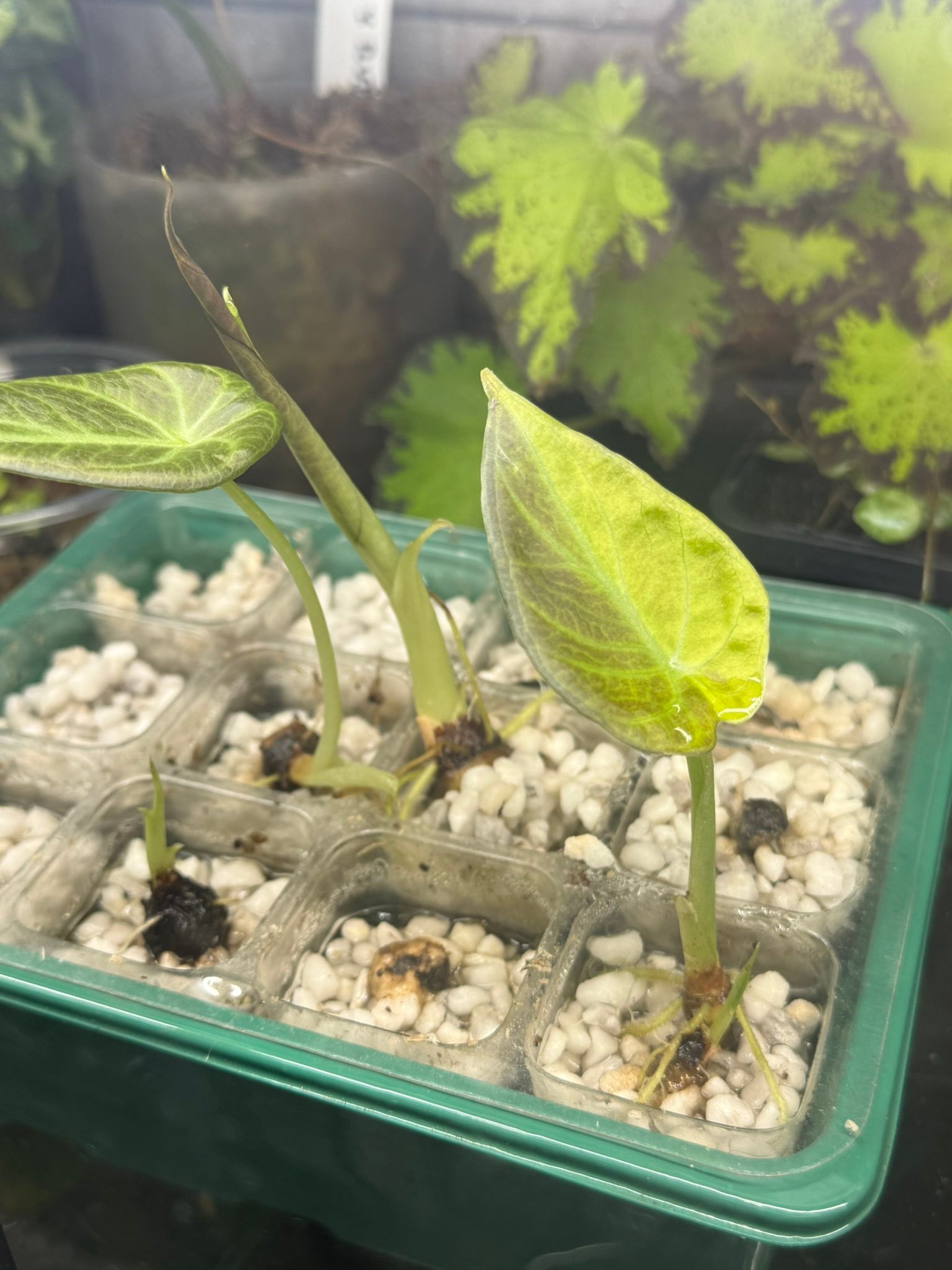 How to identify variegated Alocasia regal shield corms?