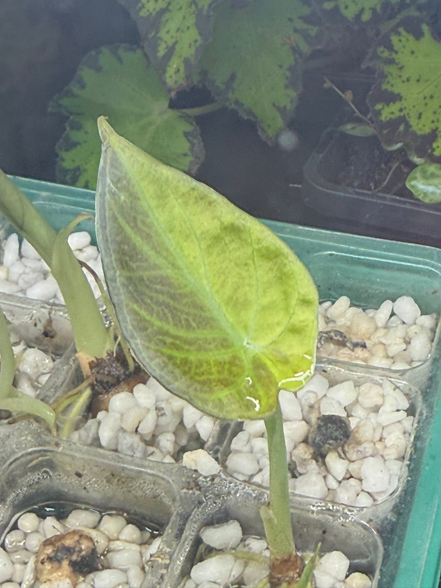 How to identify variegated Alocasia regal shield corms?