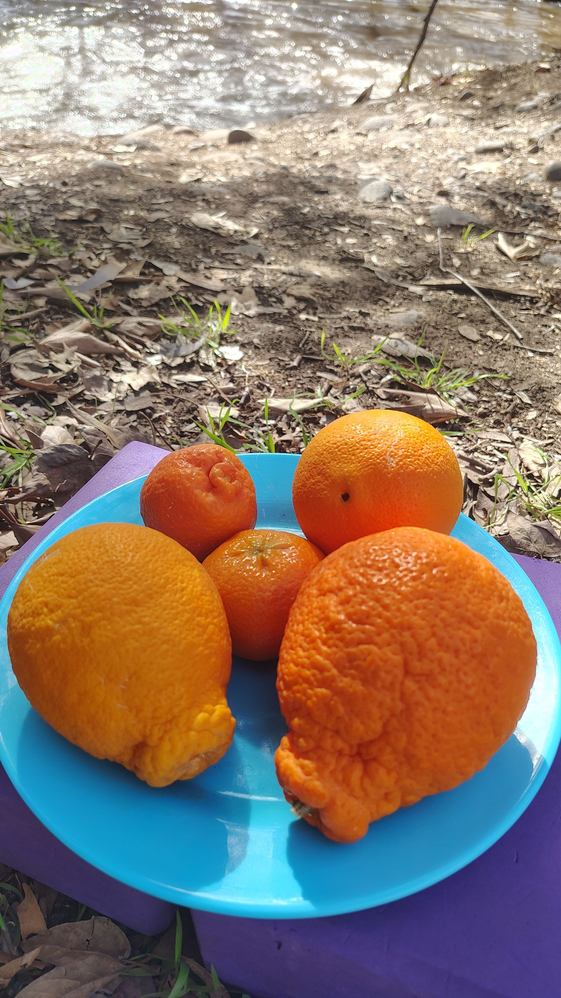 Cultiver Agrume Sanguin 10 Parti/Sacchetto Fresh Rare Moro Blood Orange Arancia Sanguigna Red Semi Di Frutta Planter Orange Sanguine à La Maison