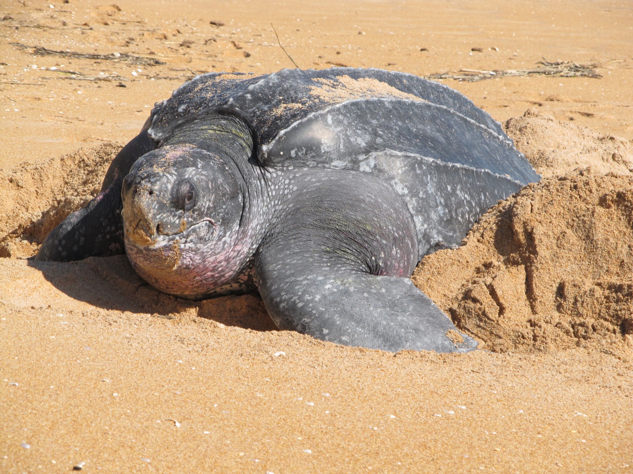 Florida - #WildlifeWednesday Sea turtle nesting has started a bit early ...