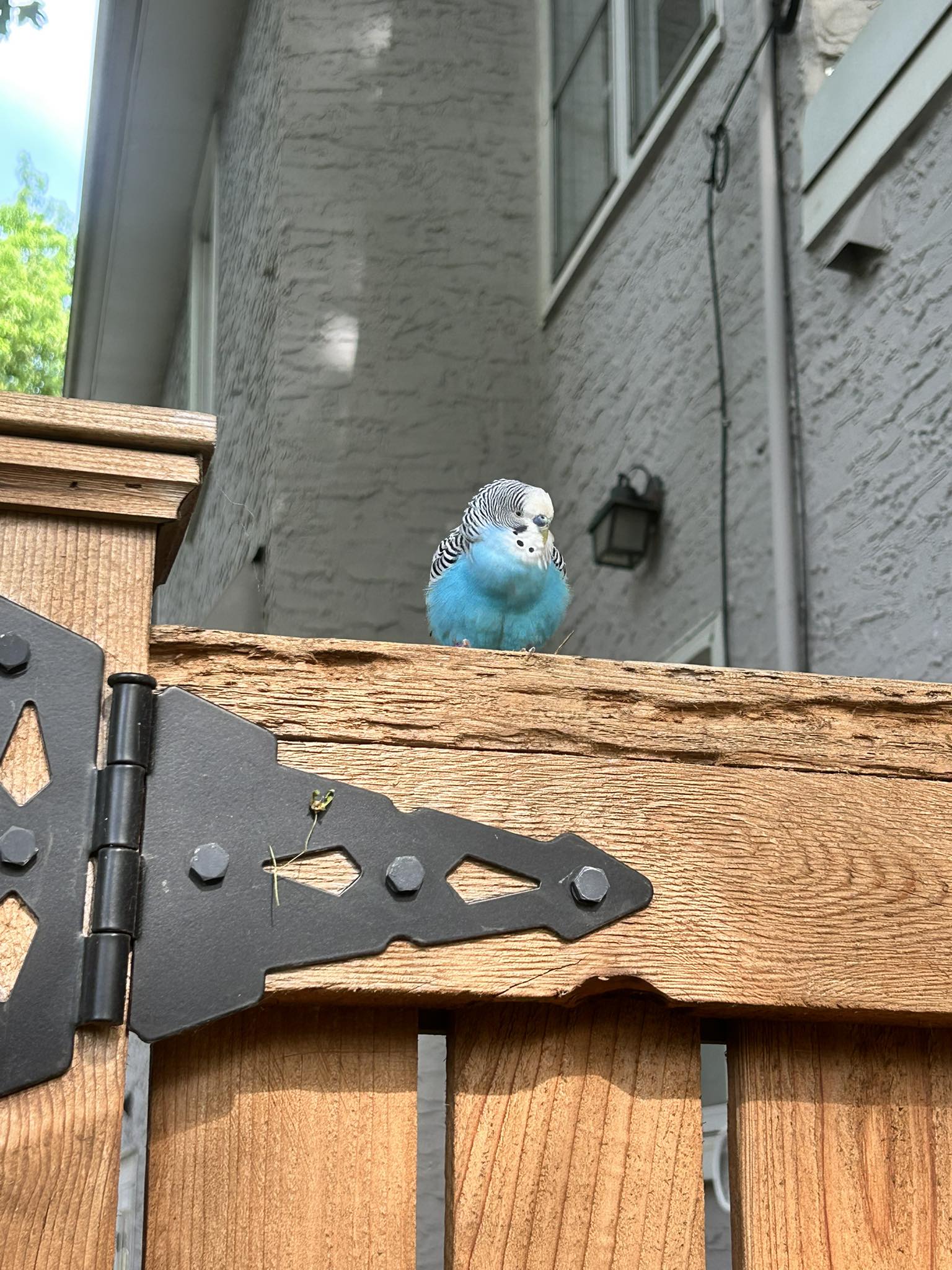 Lost parakeet on fence near Saratoga St and Jefferson Ave in Mac