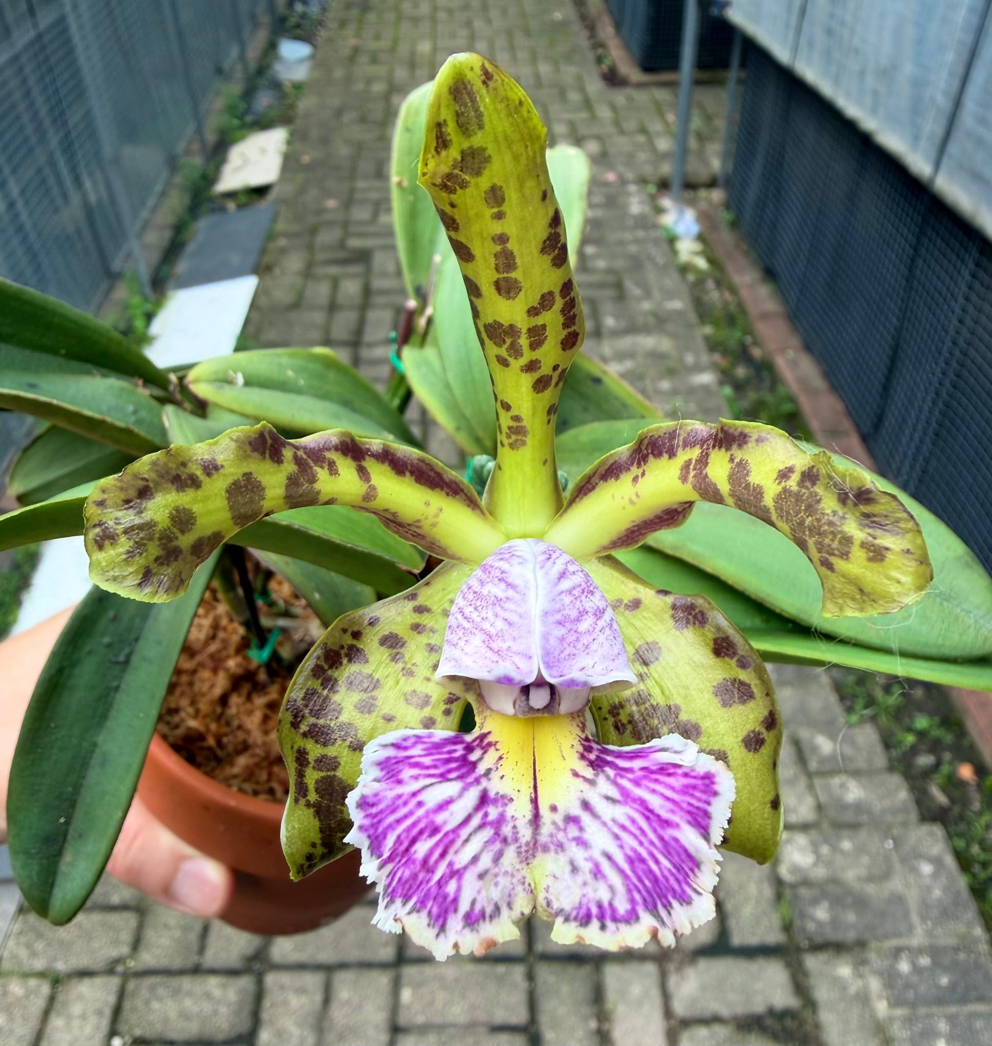 ［洋蘭原種］C.schilleriana var. coerulea C. Schilleriana var. Coerulea 