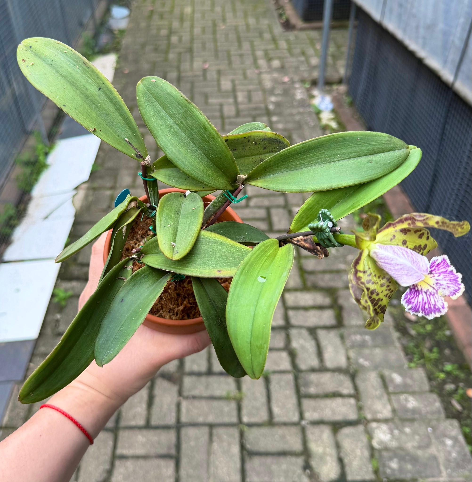 C. Schilleriana var. Coerulea 