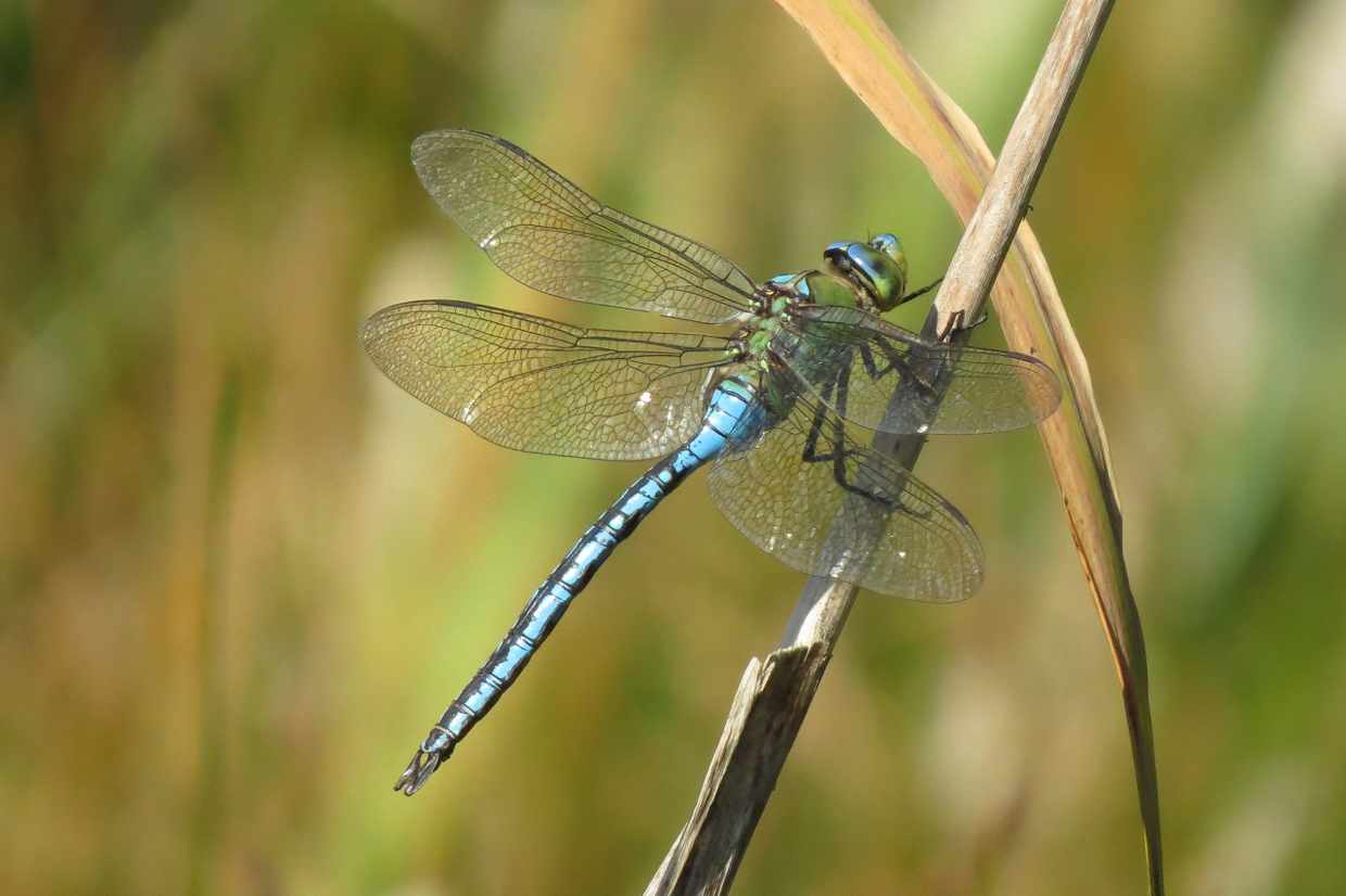 BBC - Summer is a great time for spotting insects on the wing in the ...