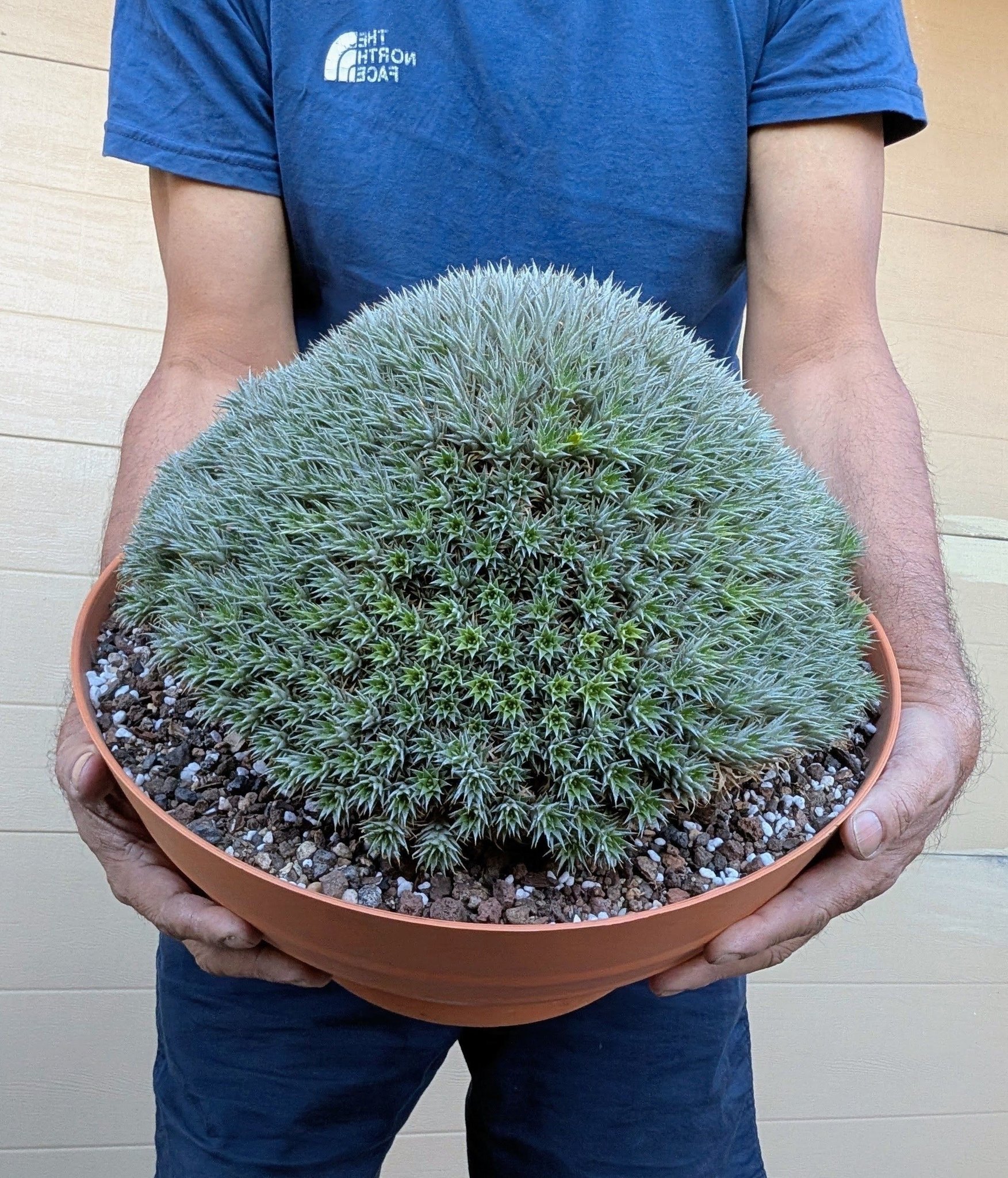 Deuterocohnia longipetala plant from Argentina