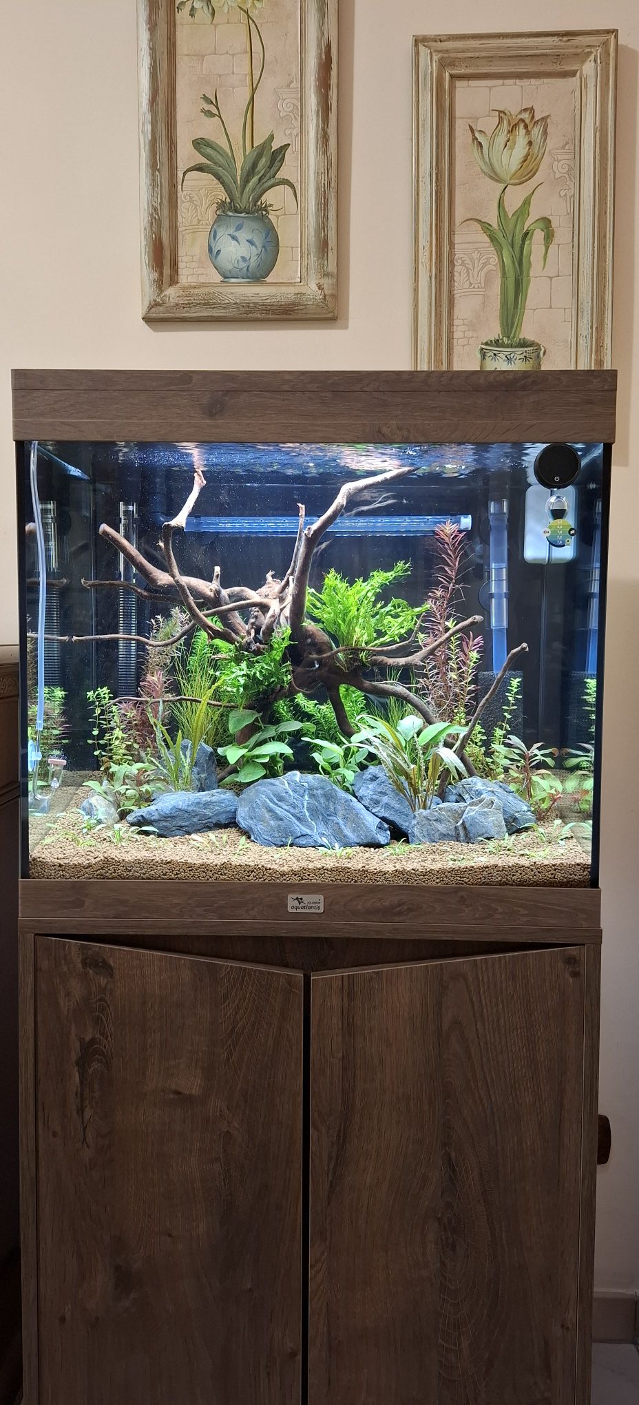 Acquario e Acquariofilia | Buongiorno a tutti, vasca 100 litri netti 15 ...