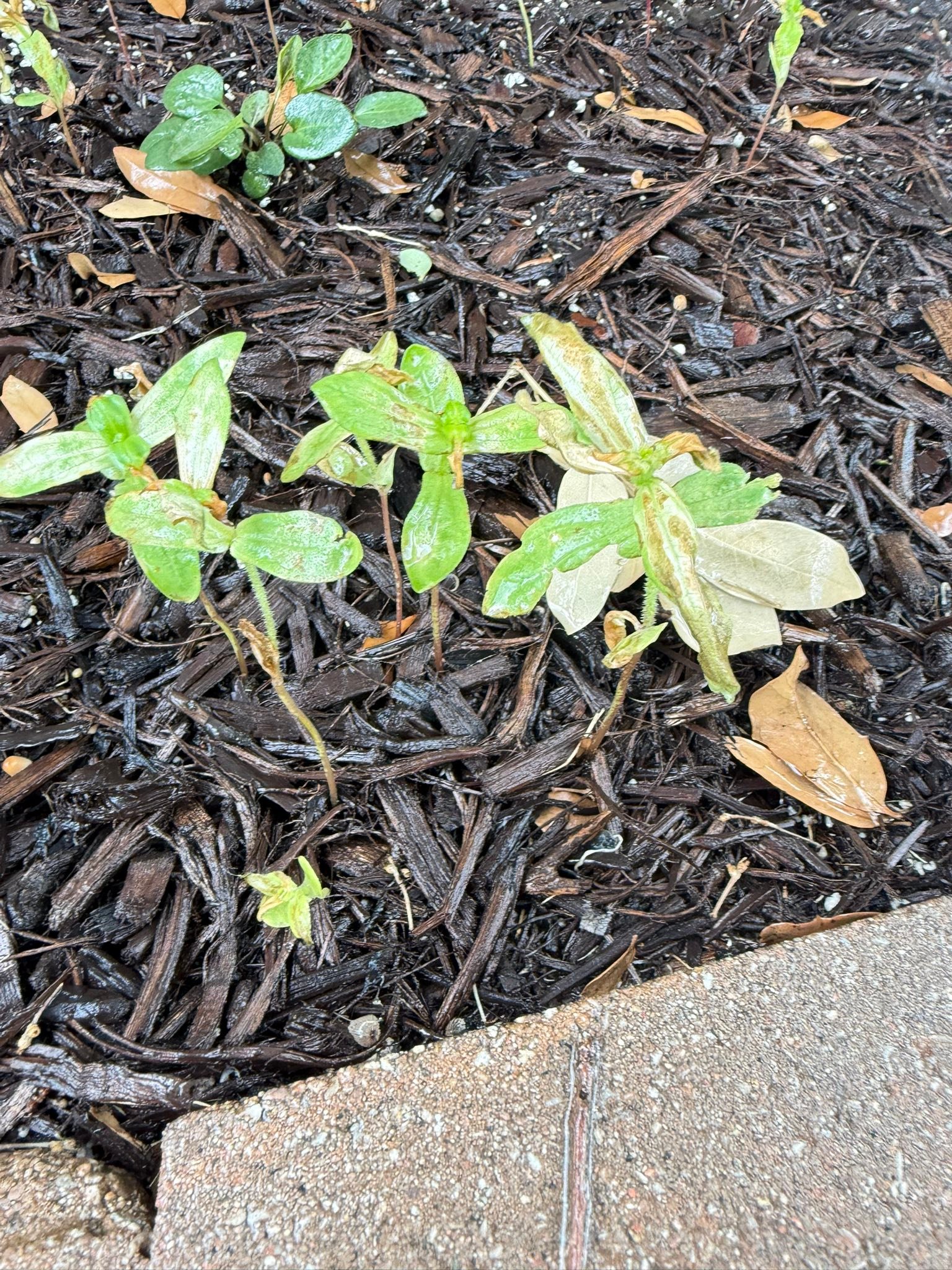 My zinnia seedlings were so pretty a few days ago and now they