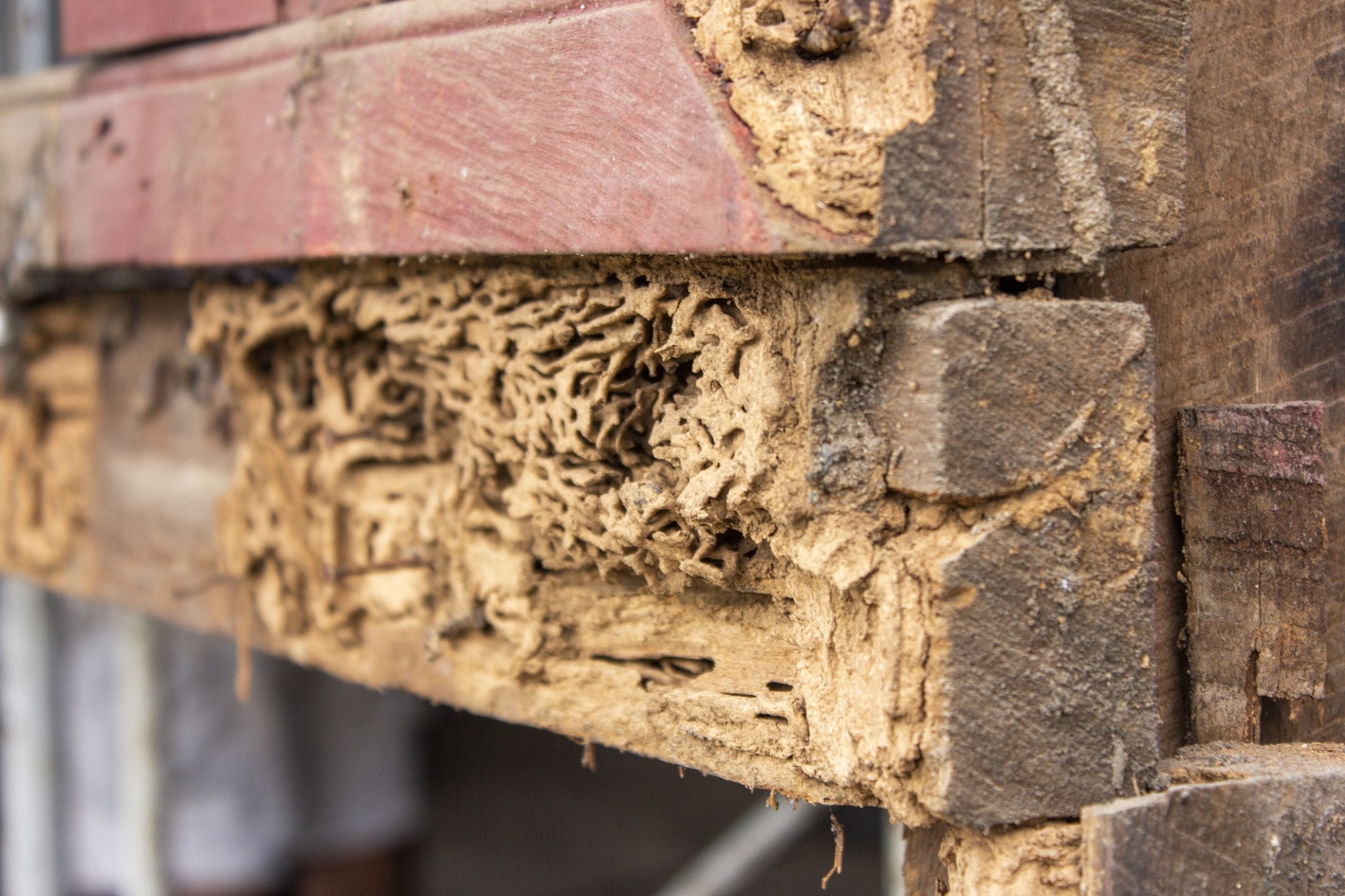 CAPE Pest Control - formerly ScorpionTech - Wood destroying insects ...