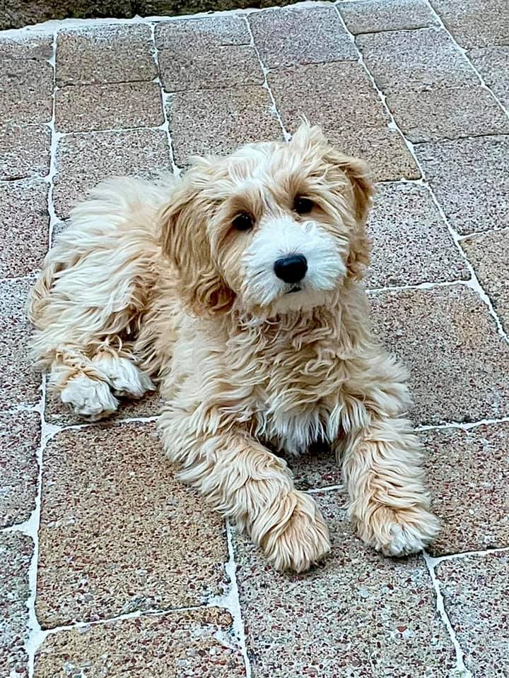 Cockapoo Owners | After joining this group and hearing about the biting ...