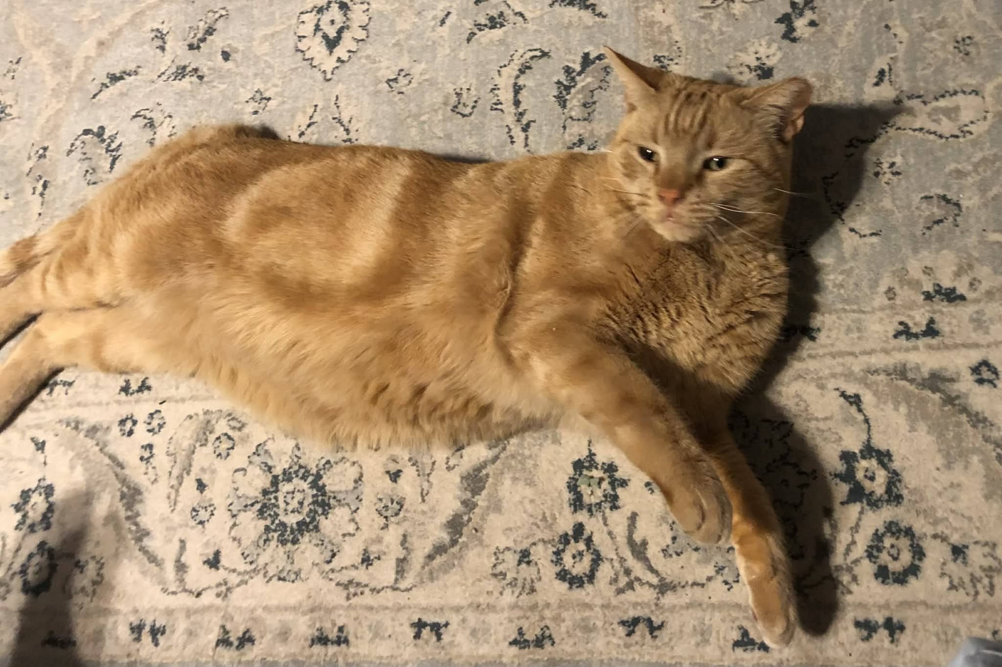 Lost orange tabby cat near 23rd and Noland in Independence, Missouri