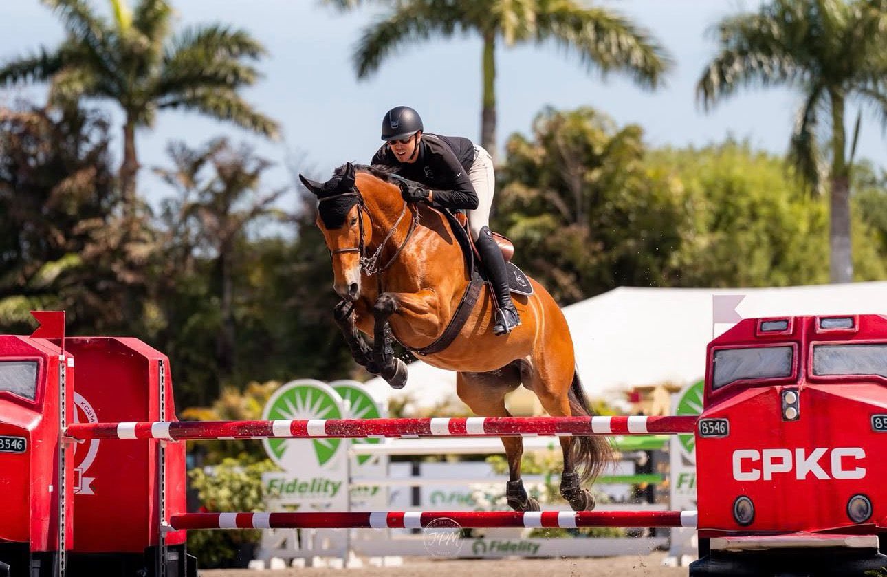 ハッピー Top-quality jumper mare for sale